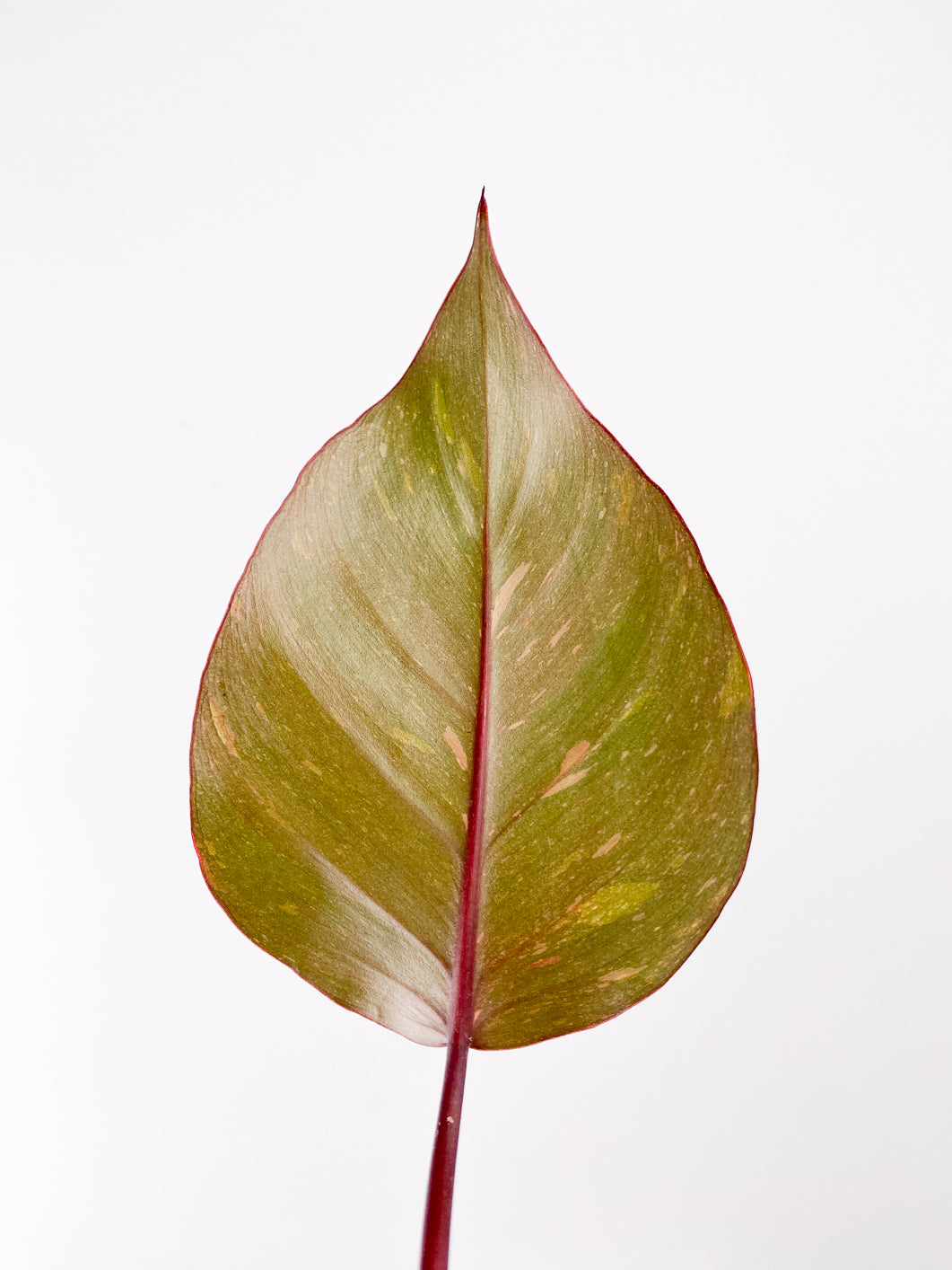 philodendron orange princess 2 leaves rooting top cutting