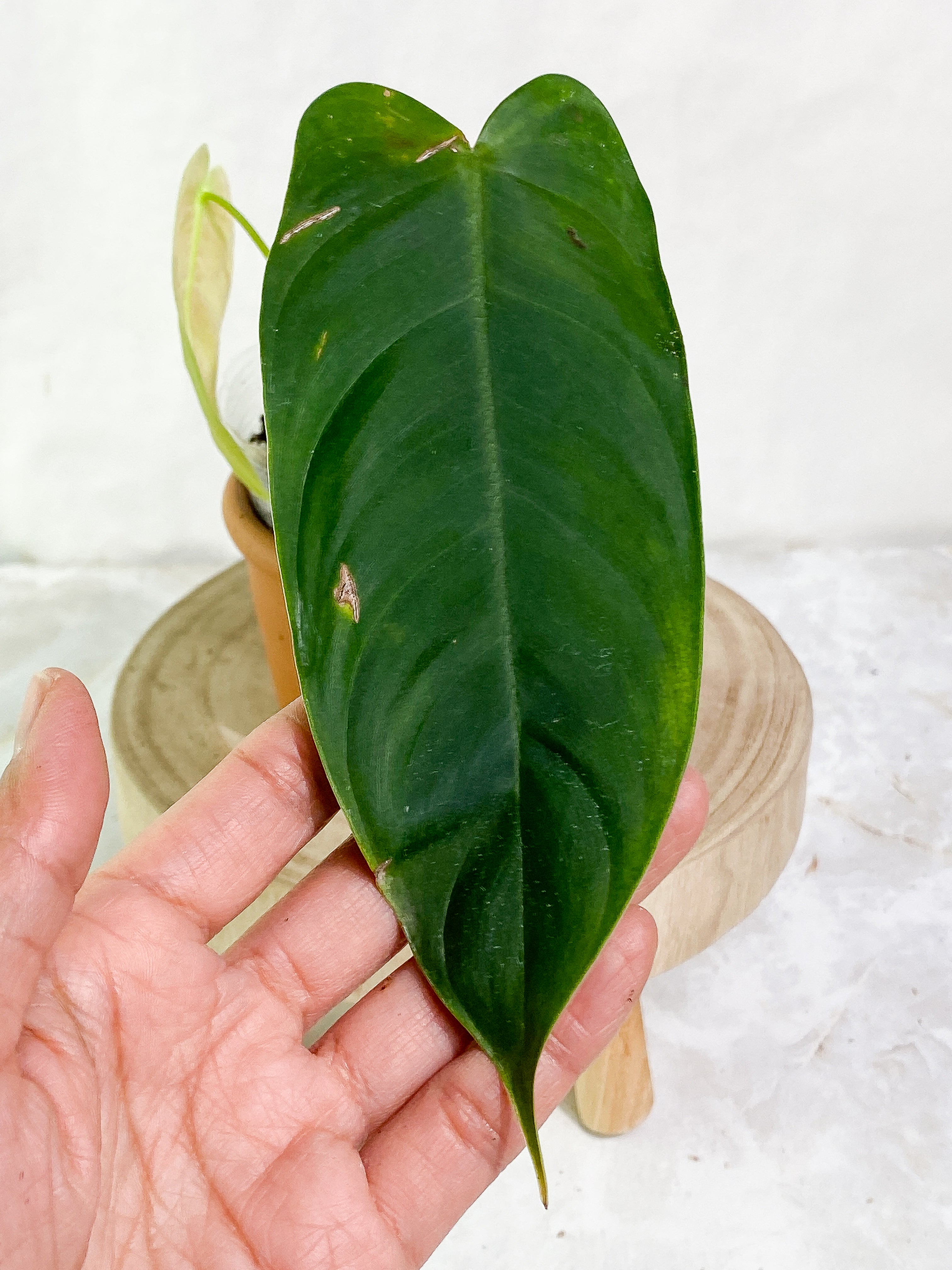 philodendron sharoniae mosquera 2 leaves  & 1 sprout Rooted