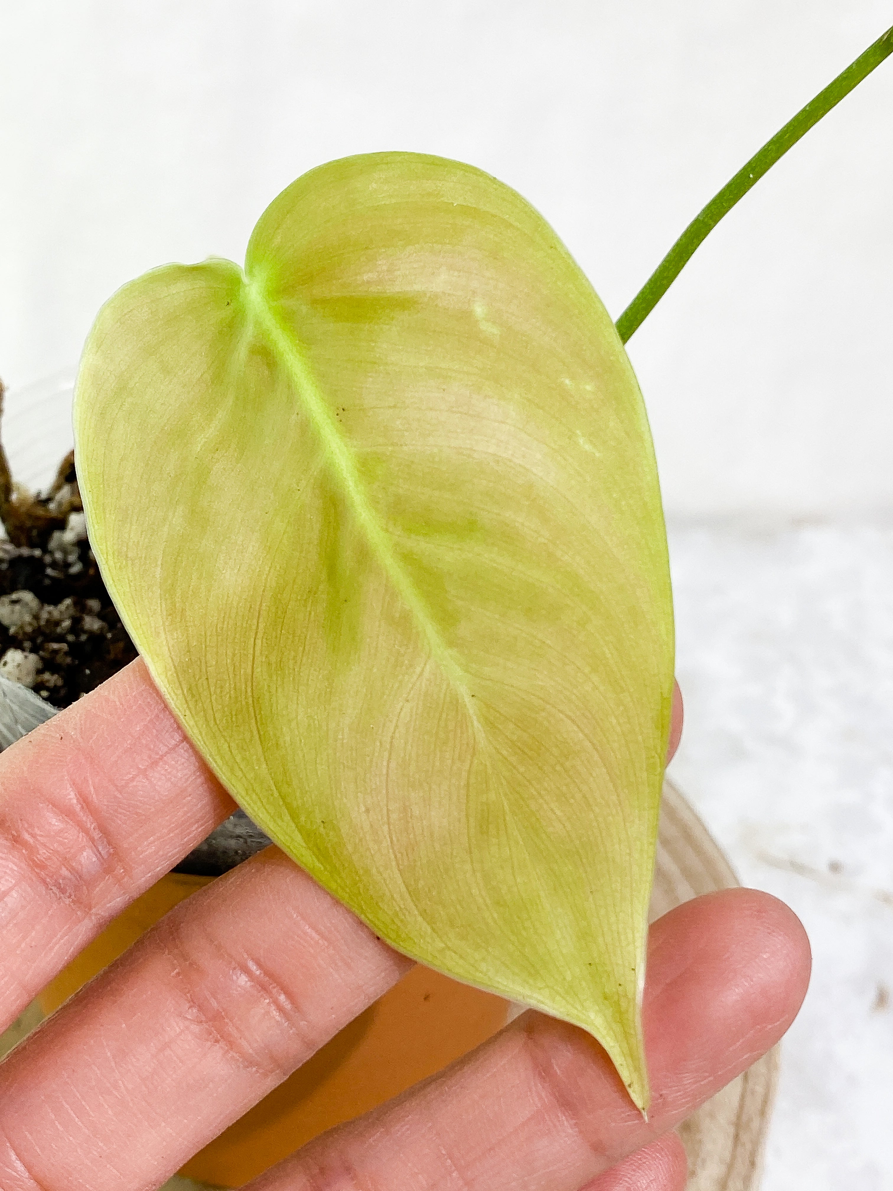 philodendron sharoniae mosquera 2 leaves  & 1 sprout Rooted