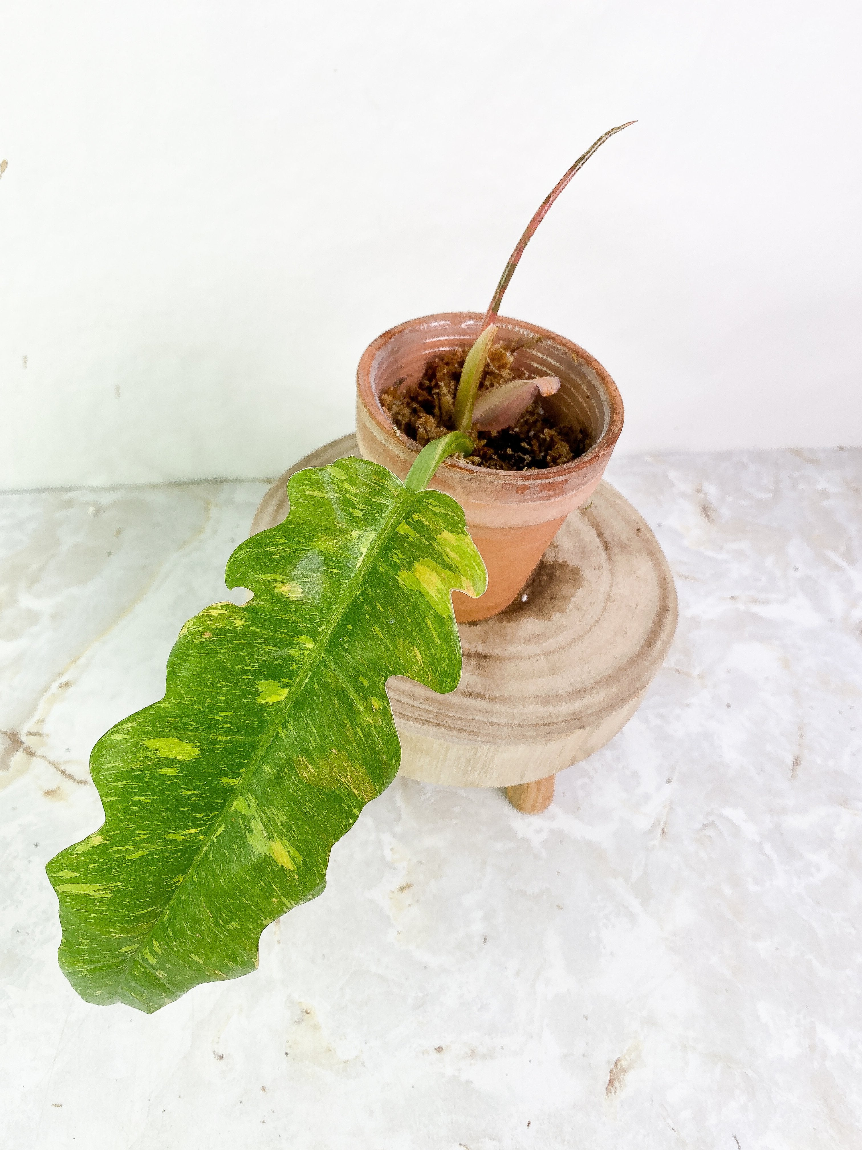 Grower Choice: Philodendron Ring of Fire 1 leaf 1 sprout rooting top cutting