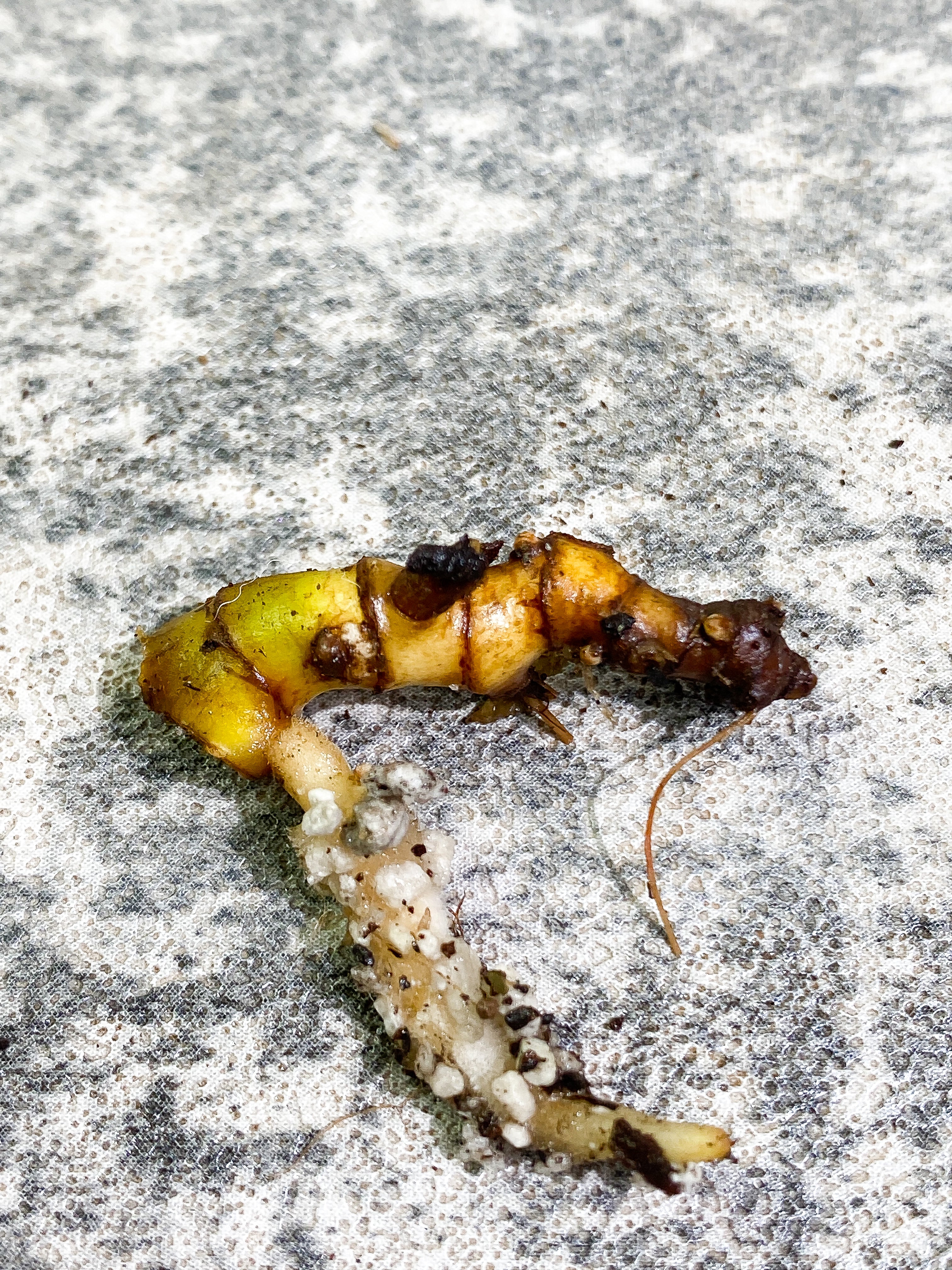Philodendron Billietiae quadruple Rooting node