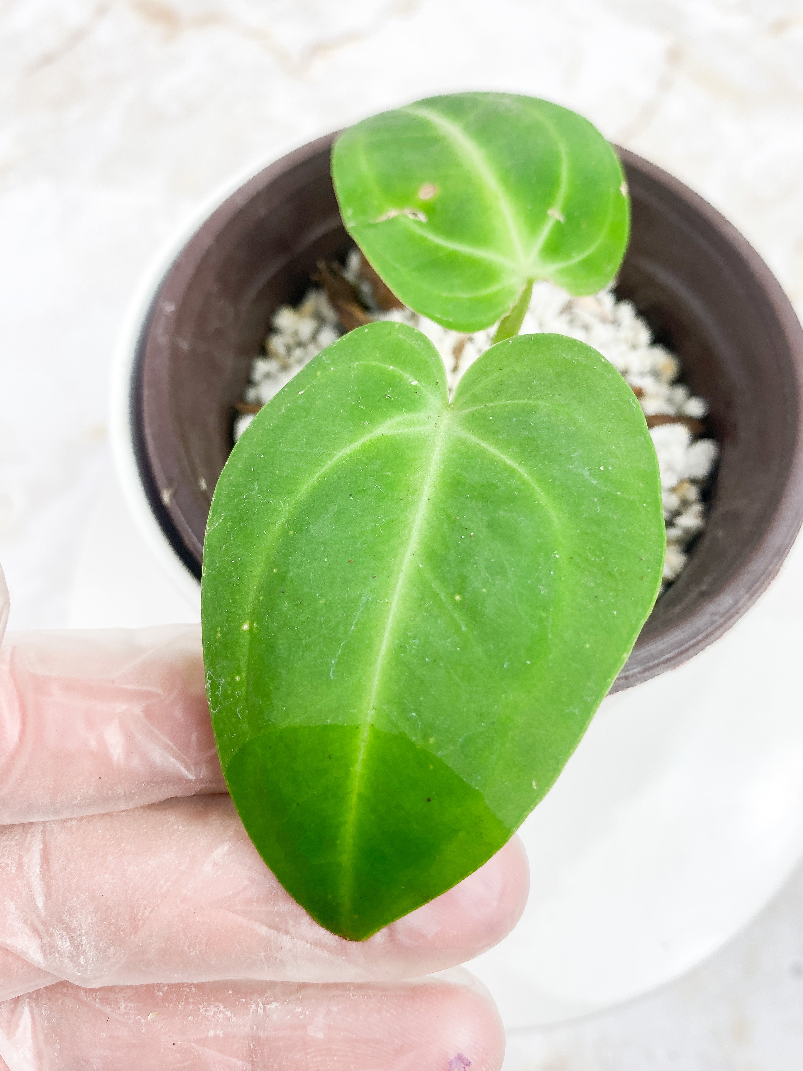 Anthurium villenaorum rooted