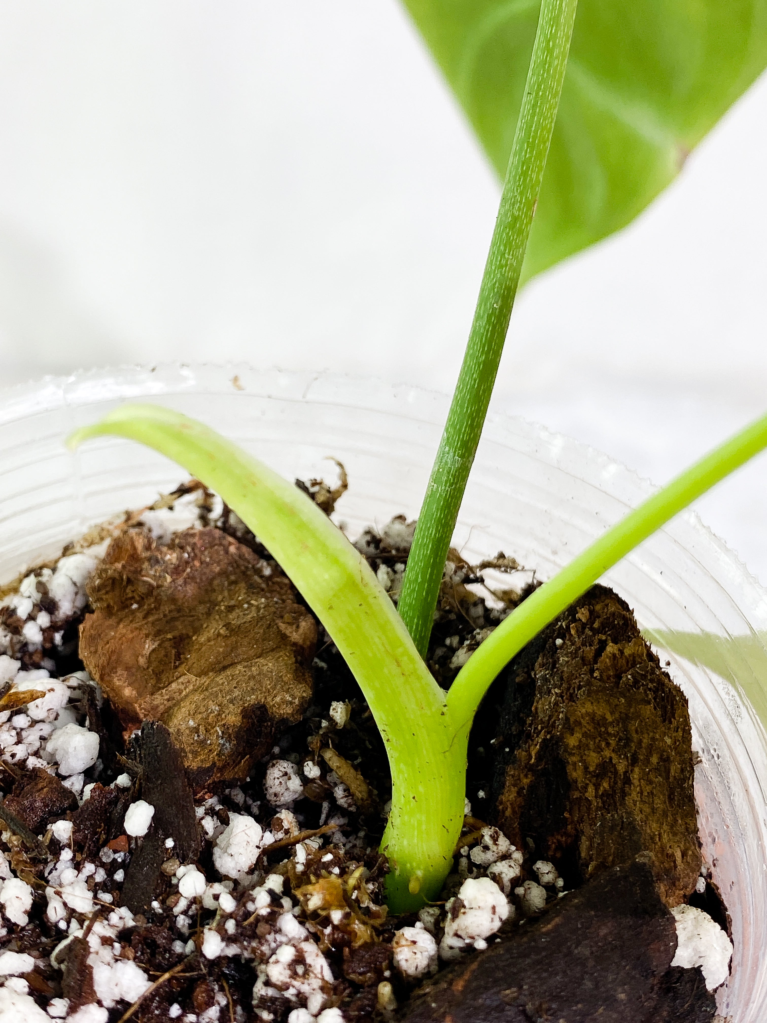 philodendron sharoniae mosquera 2 leaves  & 1 sprout Rooted