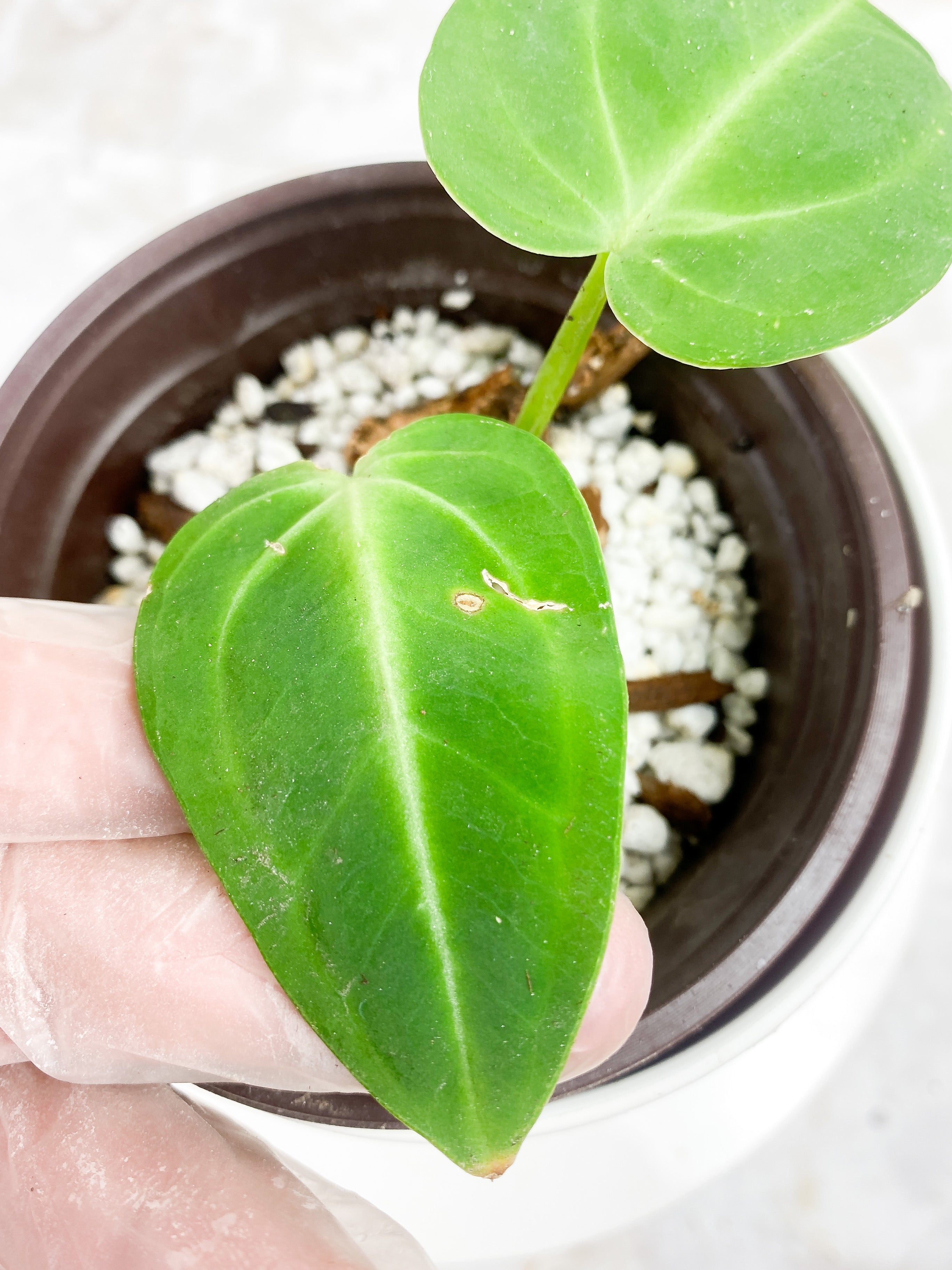 Anthurium villenaorum rooted