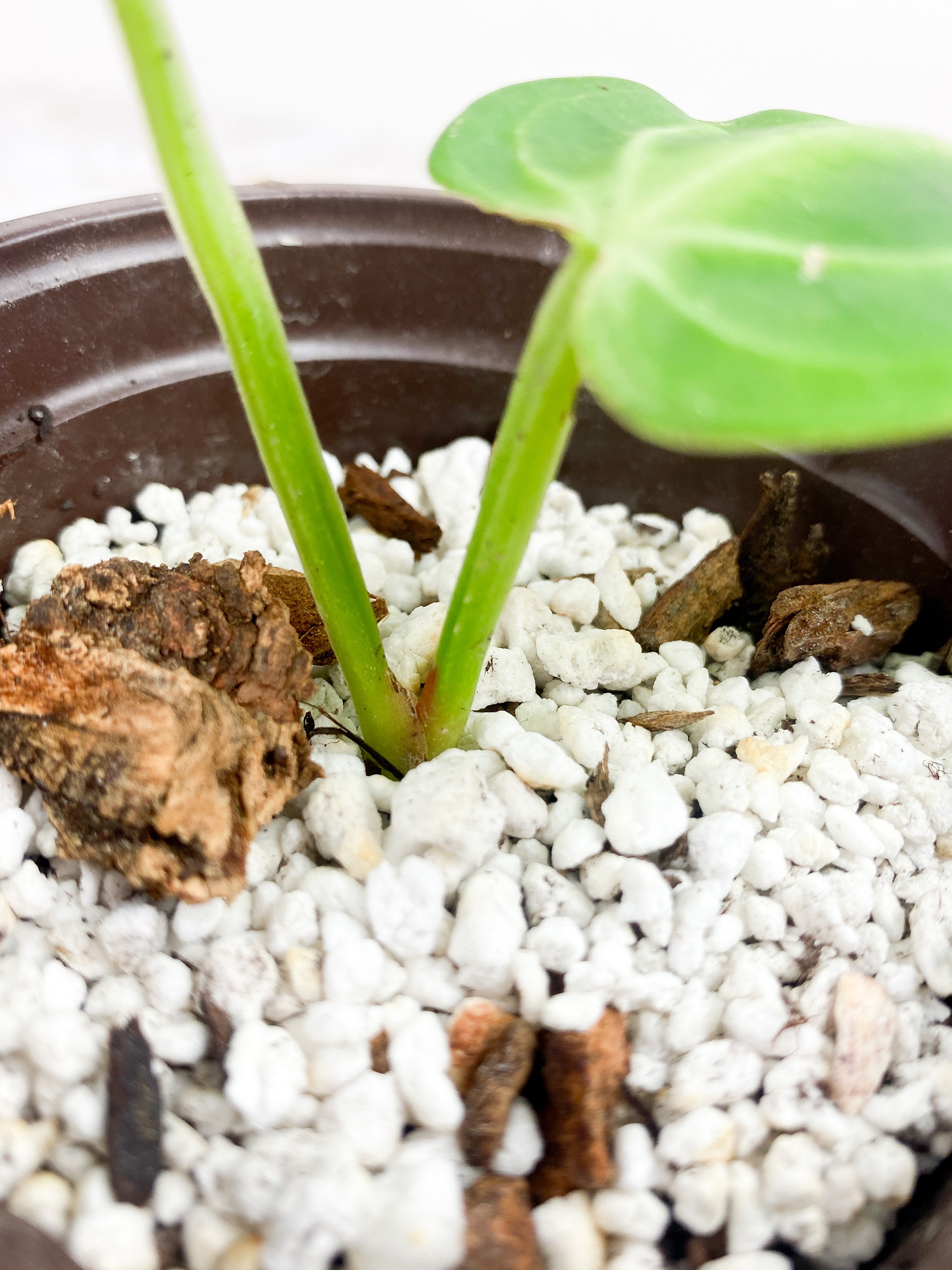 Anthurium villenaorum rooted