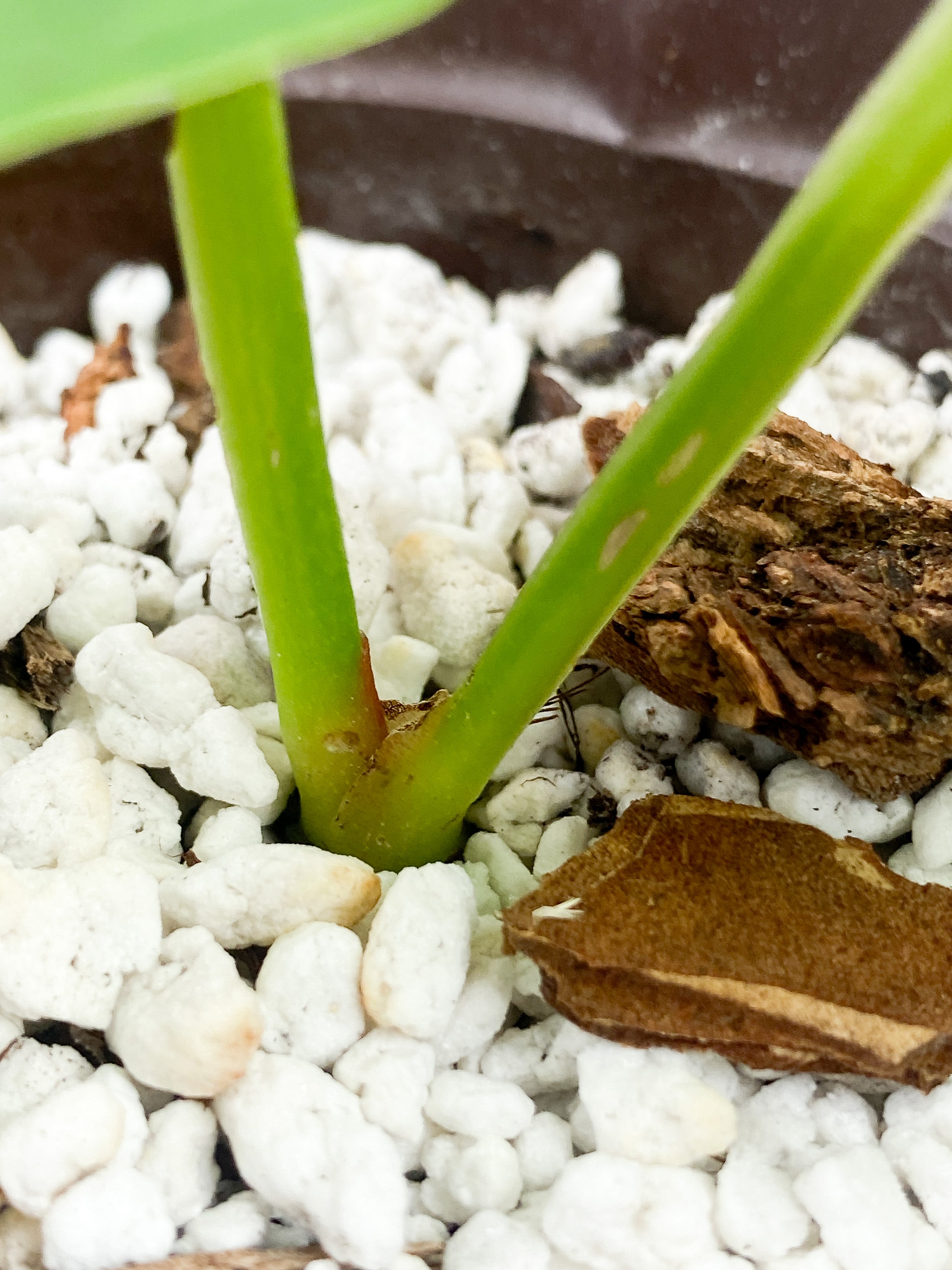 Anthurium villenaorum rooted