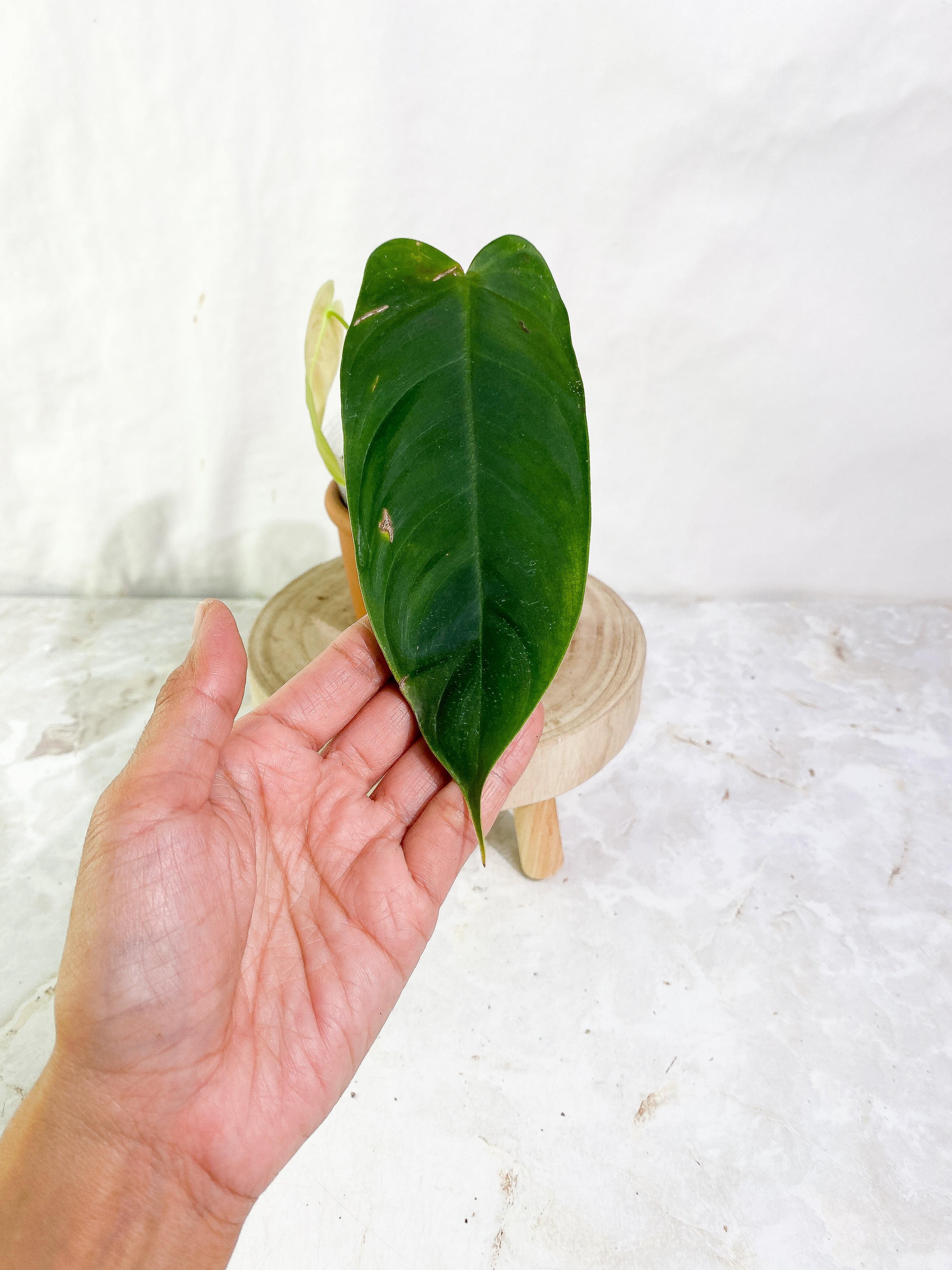 philodendron sharoniae mosquera 2 leaves  & 1 sprout Rooted