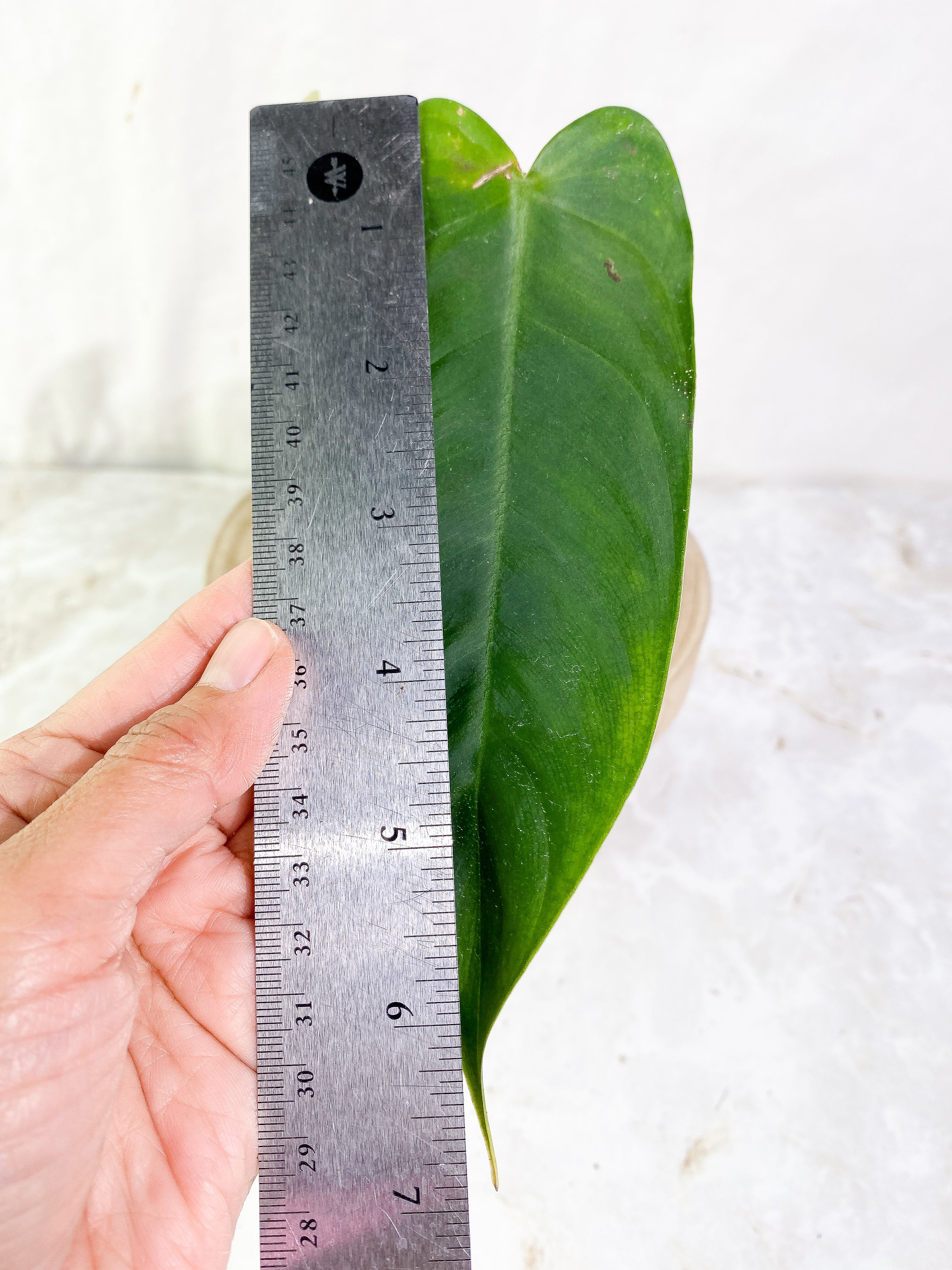 philodendron sharoniae mosquera 2 leaves  & 1 sprout Rooted