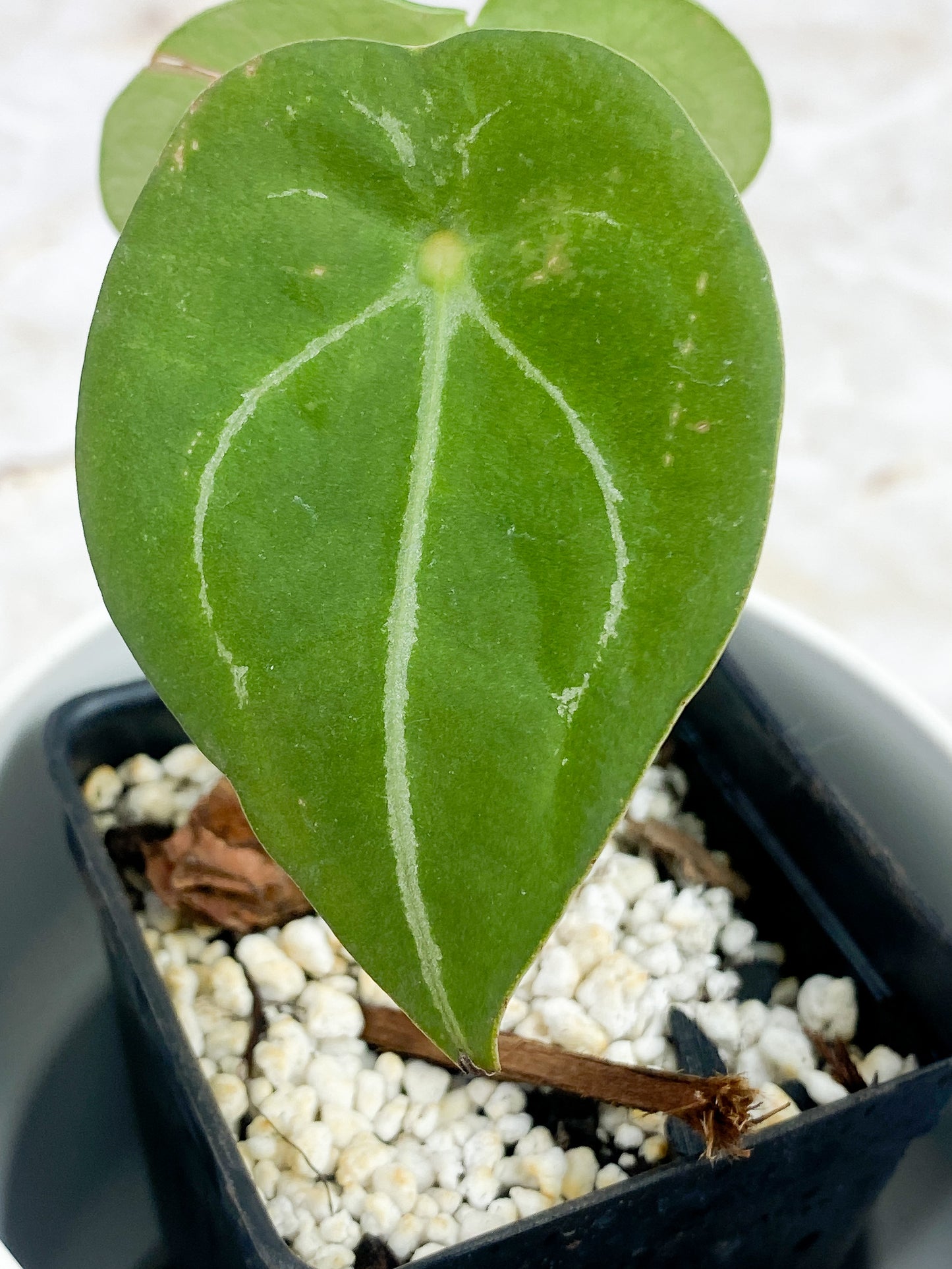 Anthurium Forgetii rooted