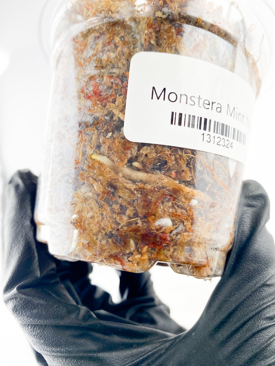 Monstera Mint Noid 2 leaves rooting in moss
