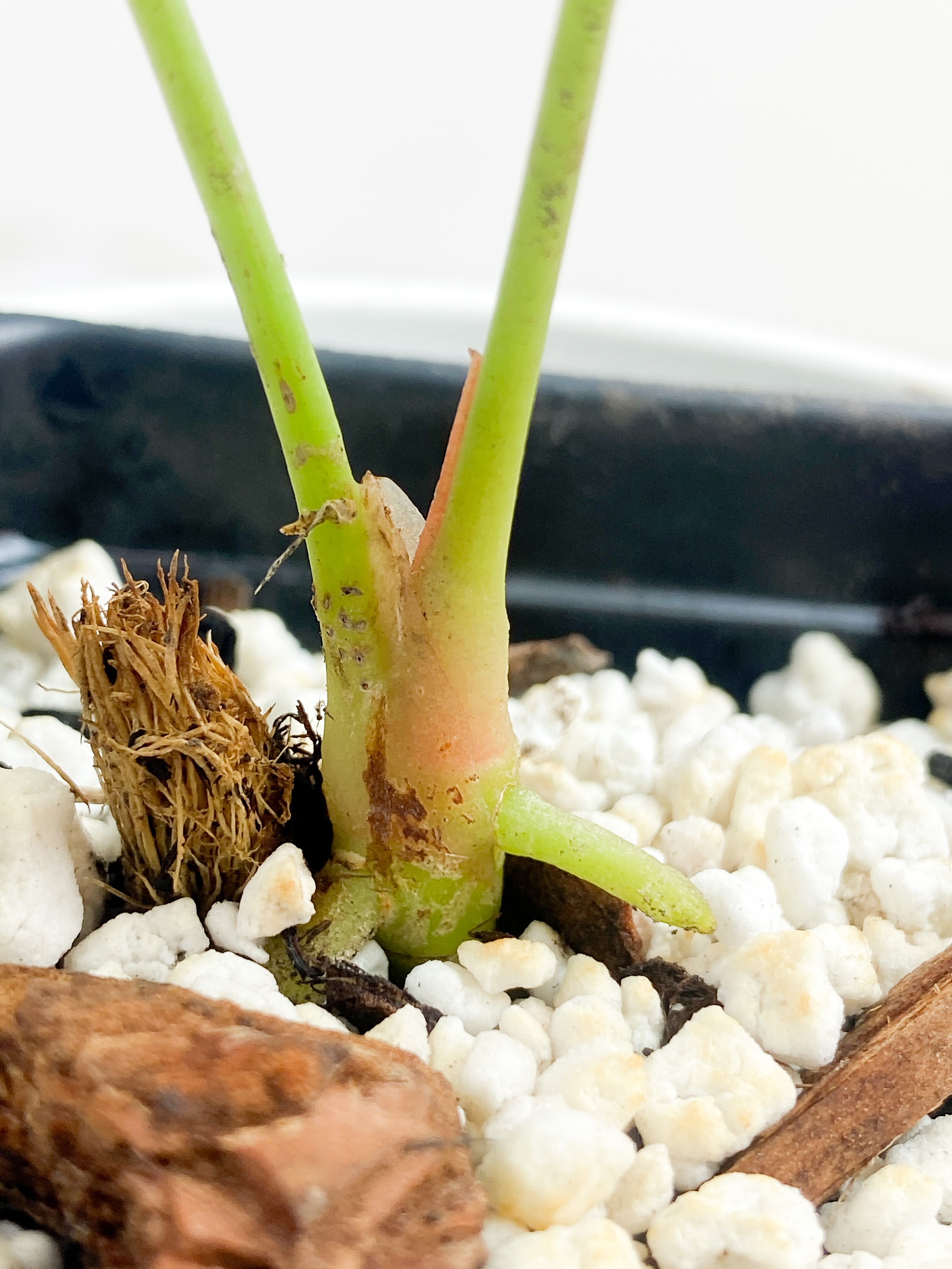 Anthurium Forgetii rooted