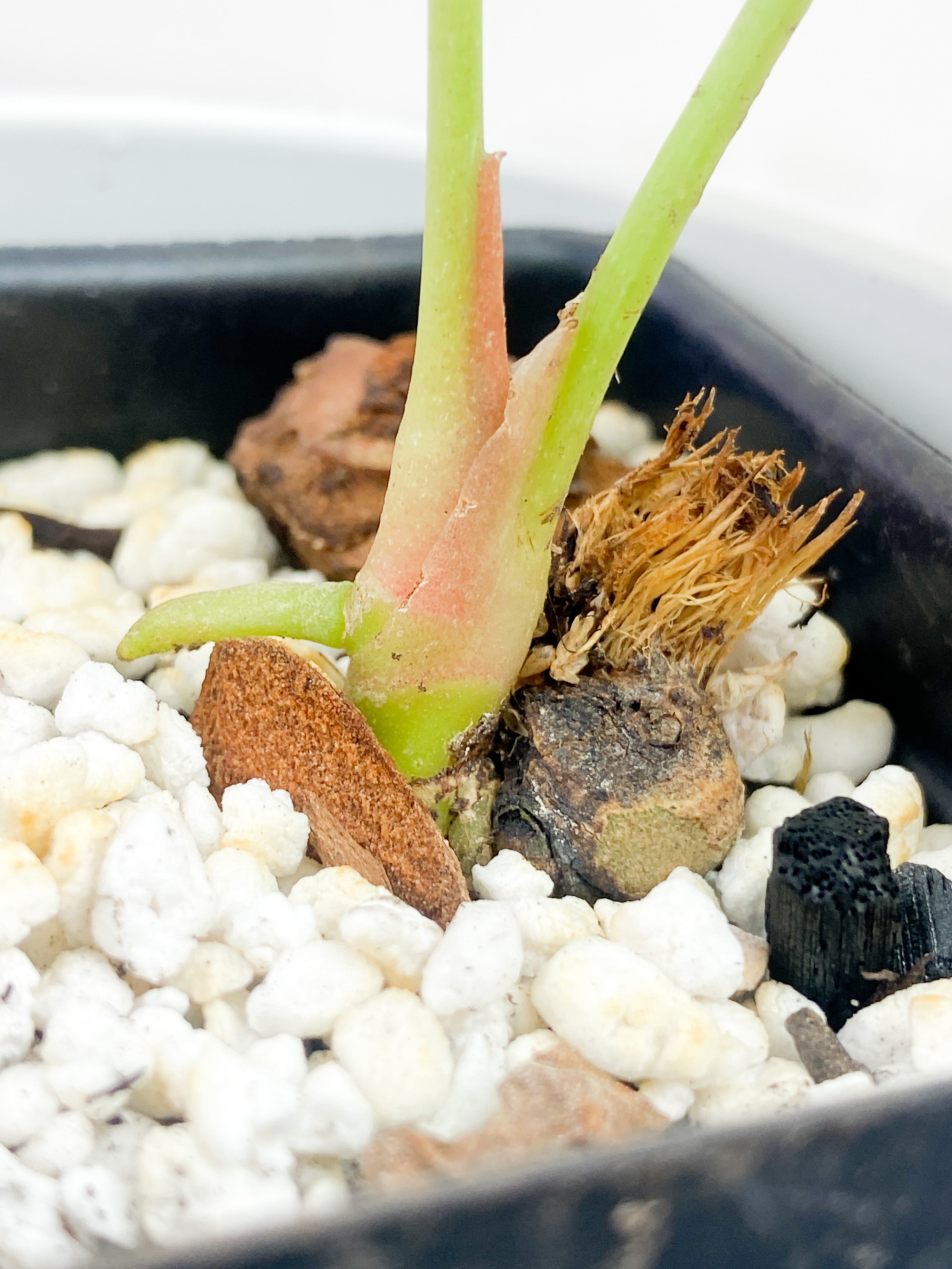 Anthurium Forgetii rooted