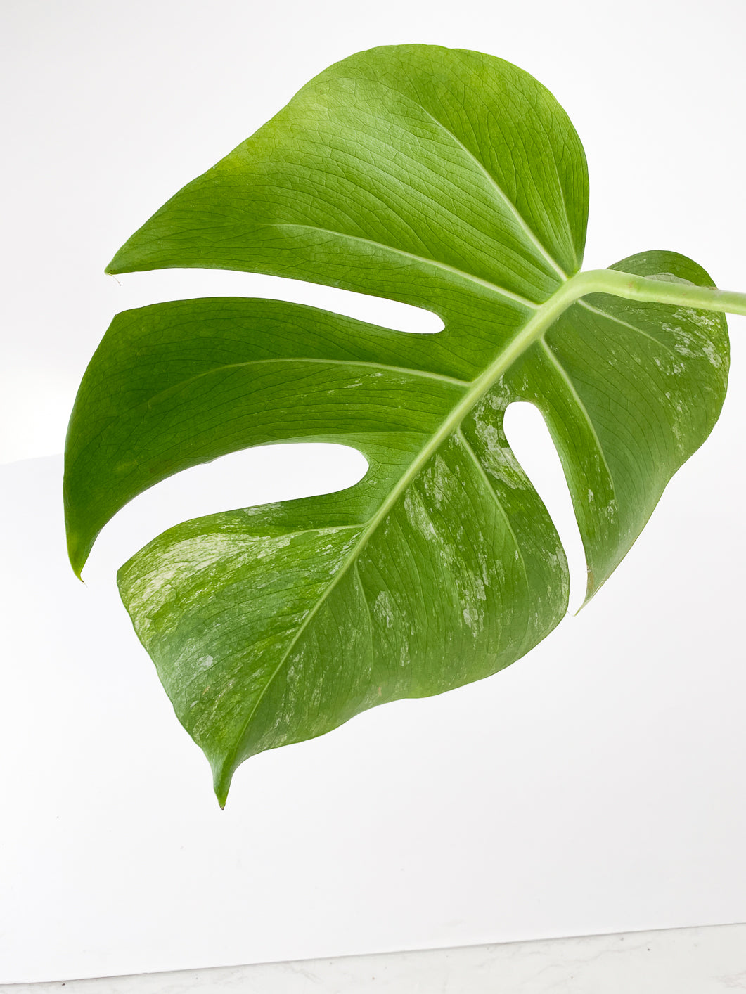 Monstera Mint Noid 1 leaf rooted