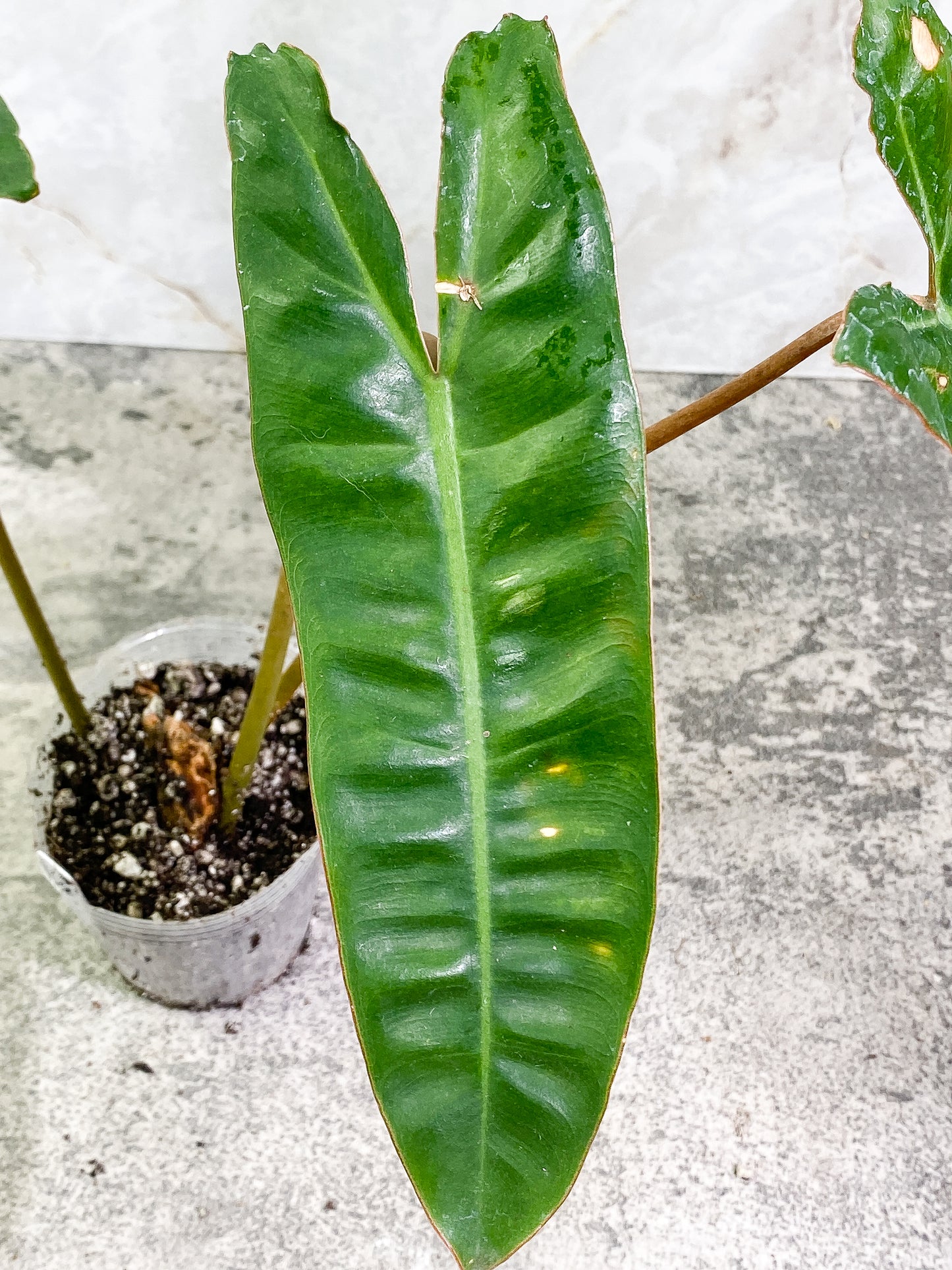 Philodendron Billietiae 3 leaves rooted