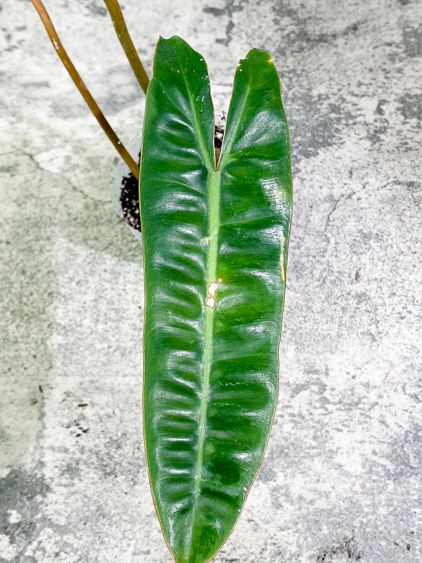 Philodendron Billietiae 3 leaves rooted