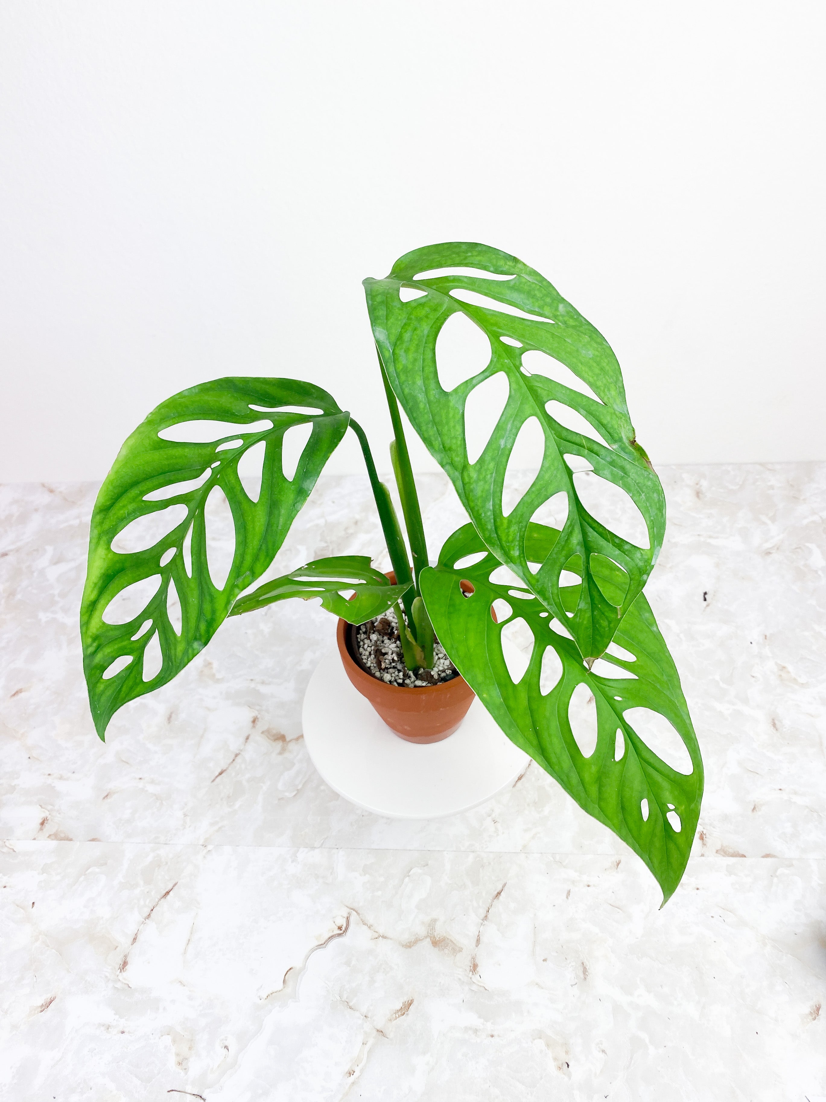 Monstera Esqueleto Rooted Big leaves (11")