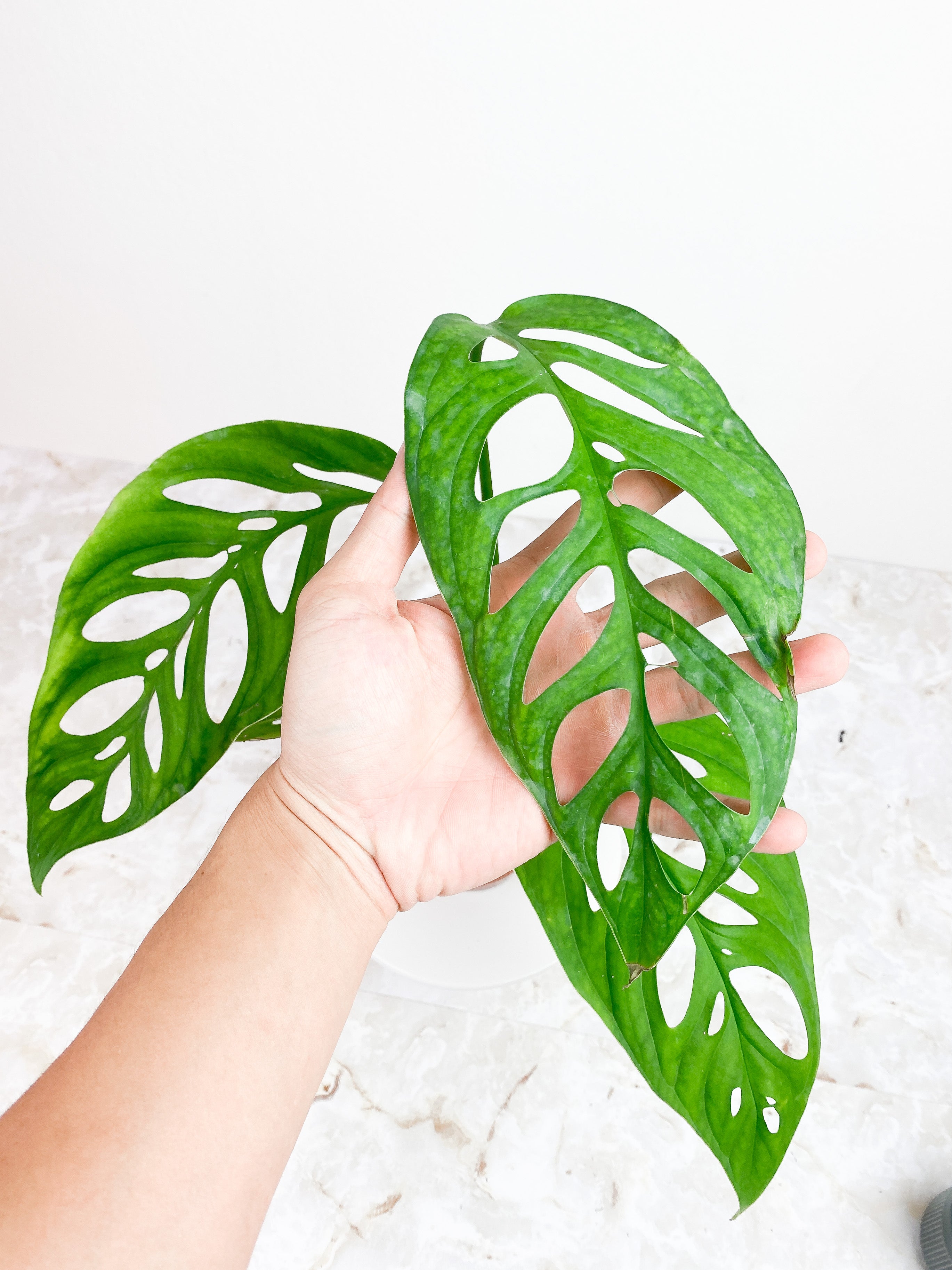 Monstera Esqueleto Rooted Big leaves (11")