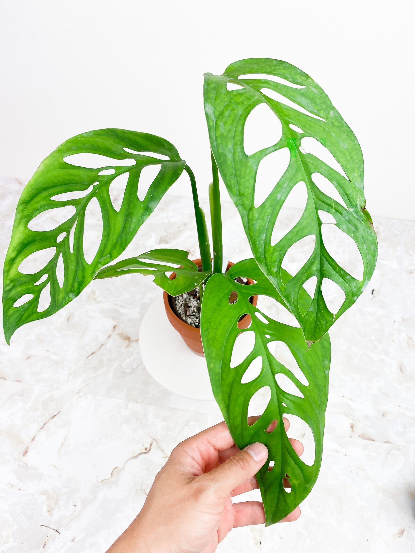 Monstera Esqueleto Rooted Big leaves (11")