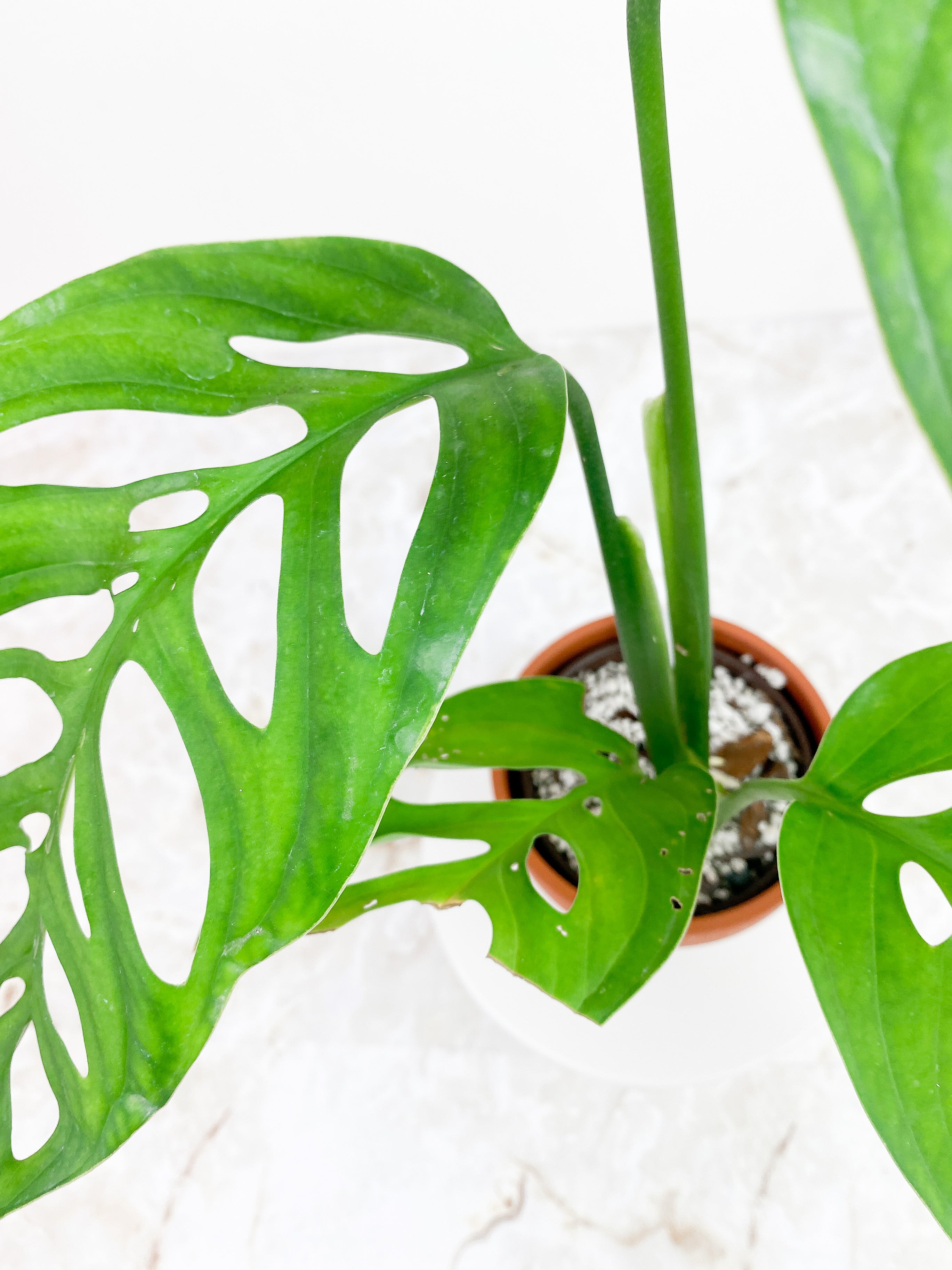 Monstera Esqueleto Rooted Big leaves (11")