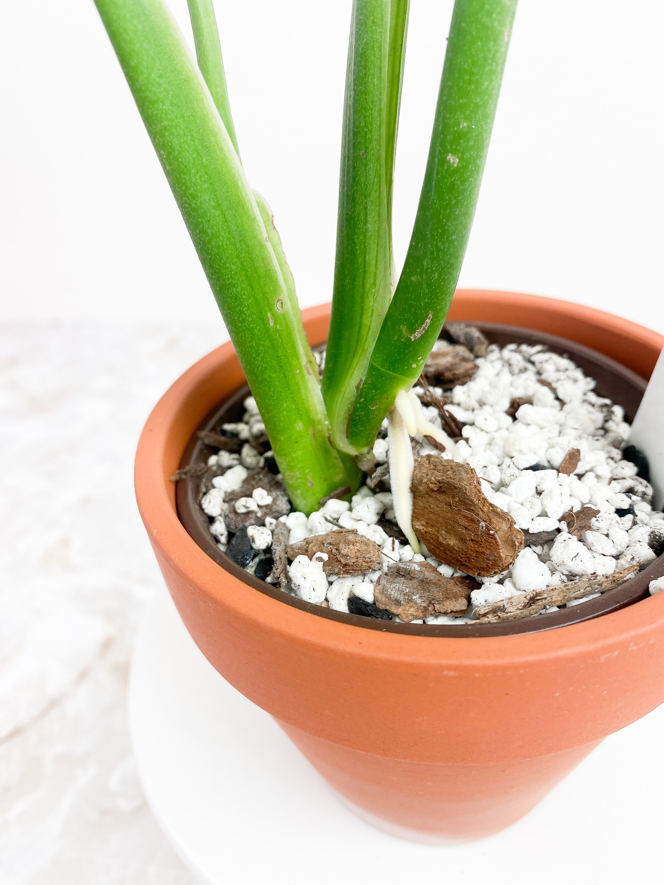 Monstera Esqueleto Rooted Big leaves (11")