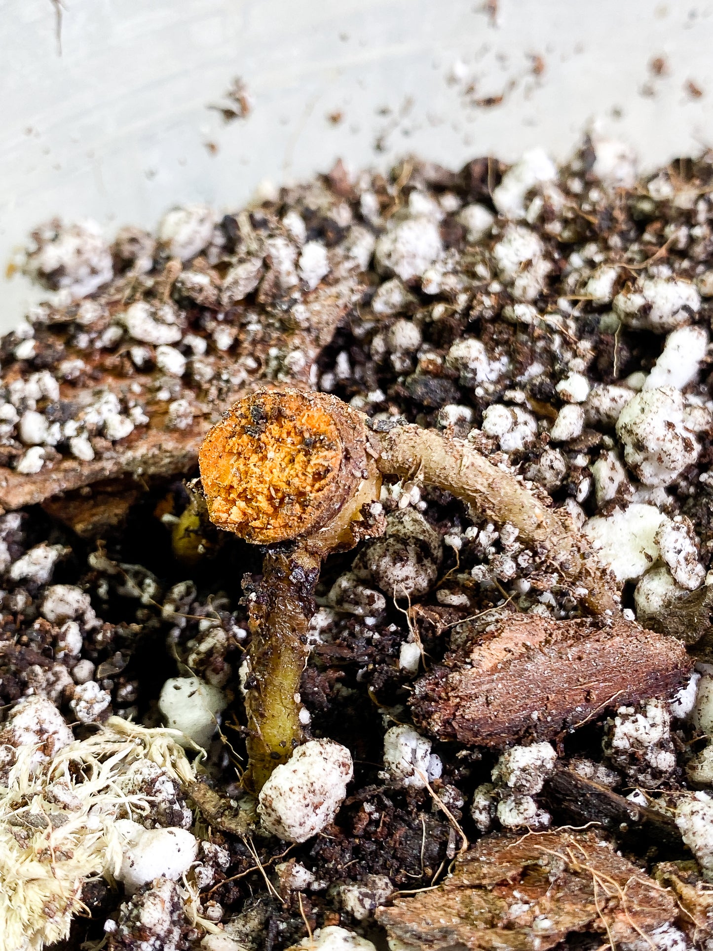 Anthurium magnificum radiante Rooted node