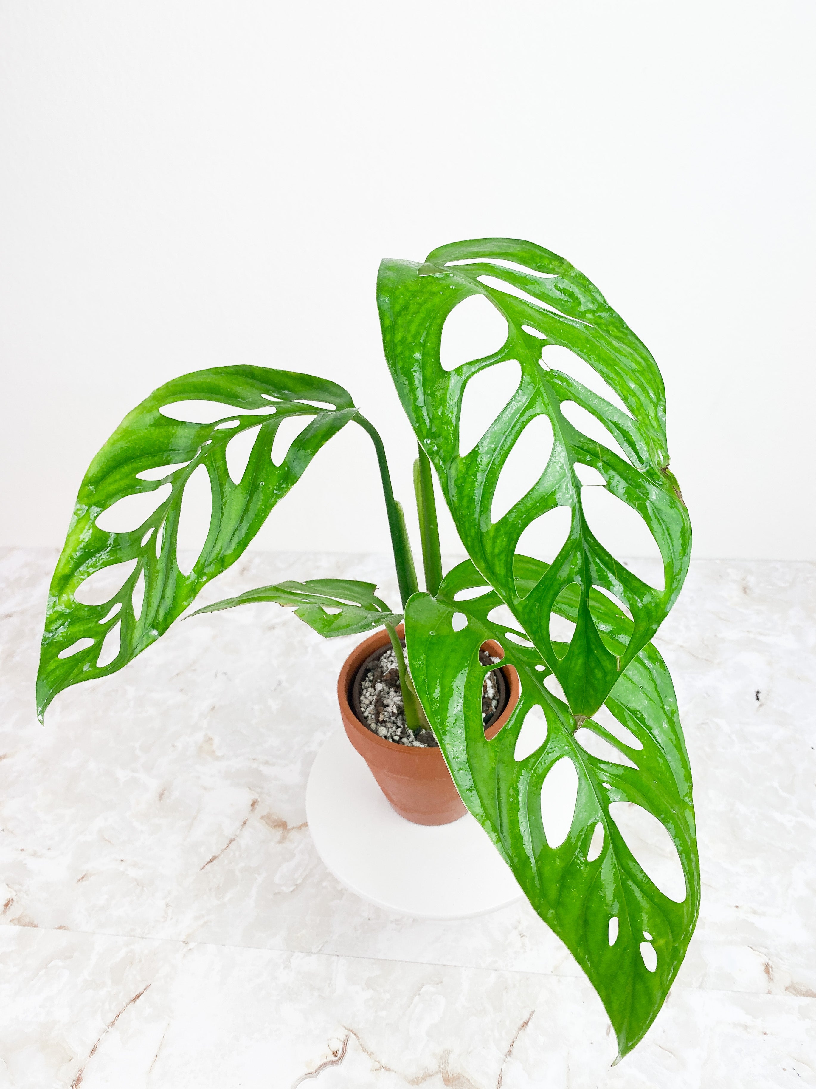 Monstera Esqueleto Rooted Big leaves (11")