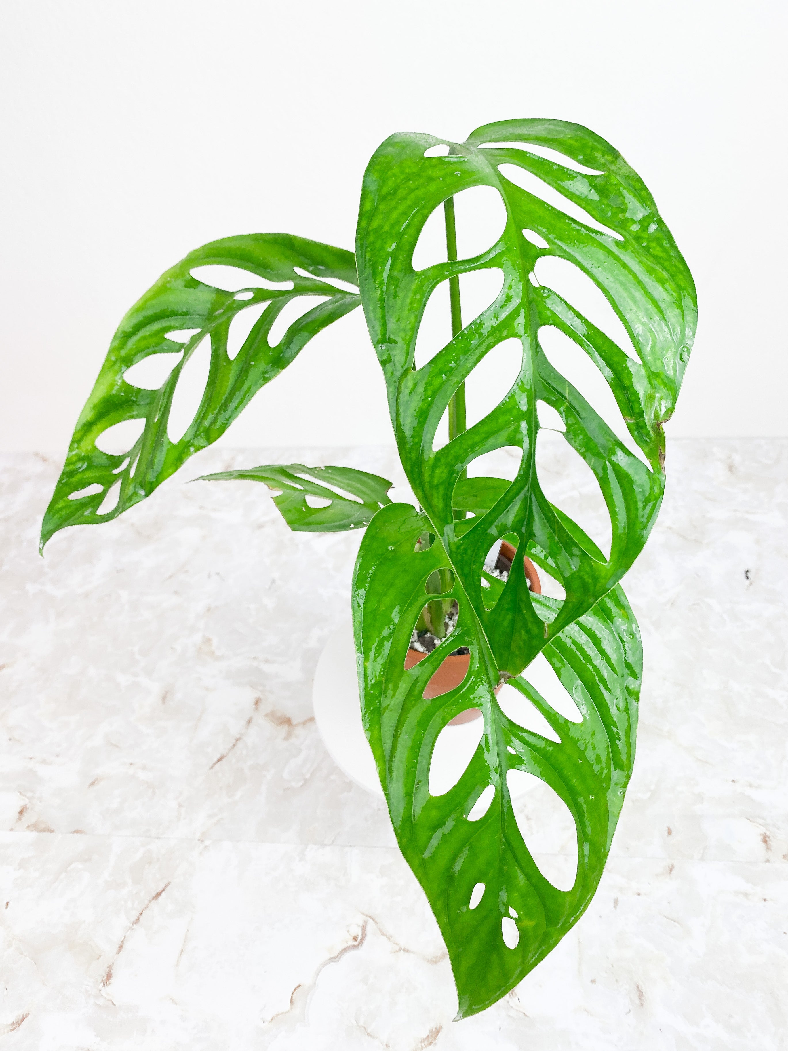 Monstera Esqueleto Rooted Big leaves (11")