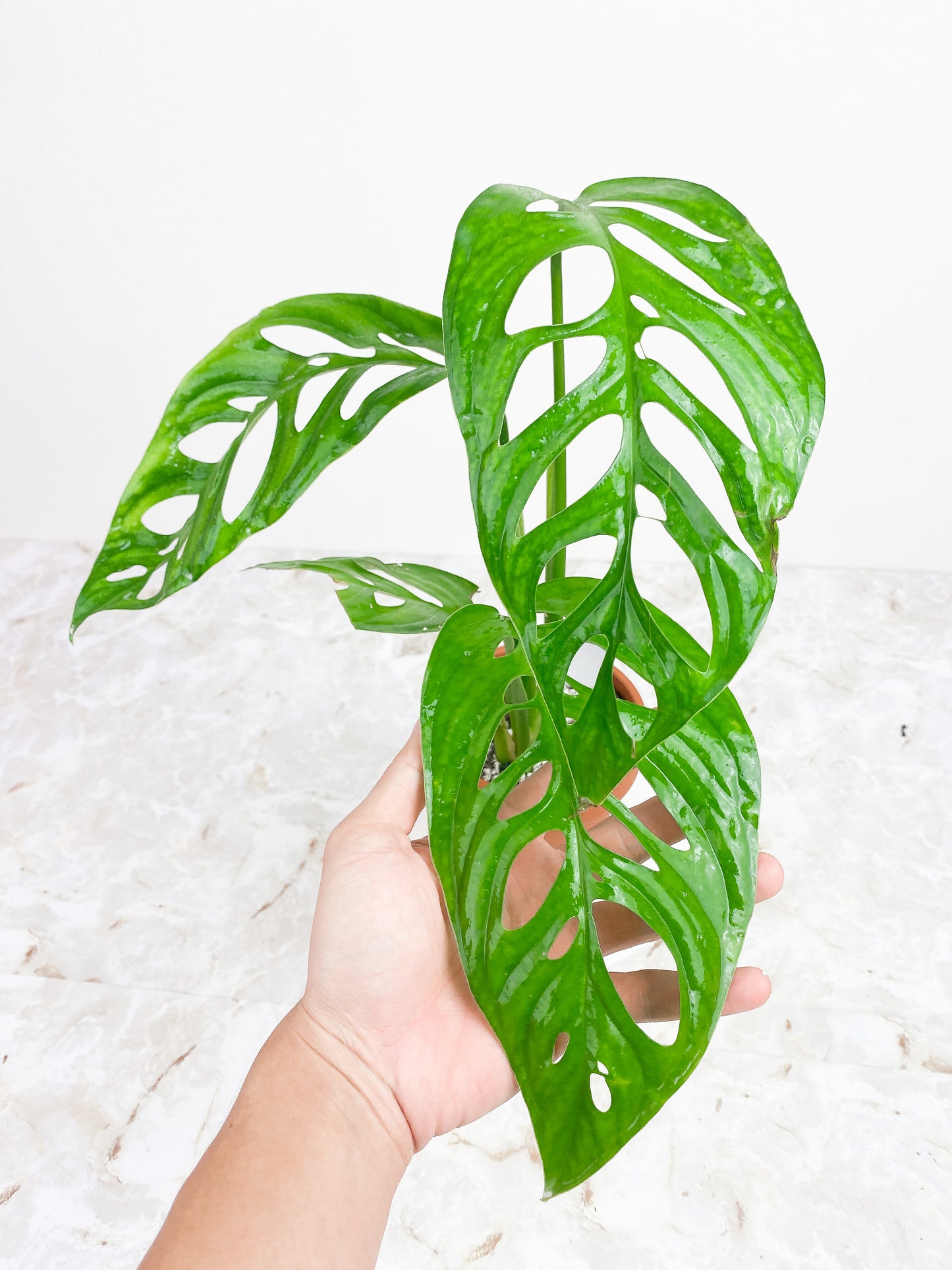 Monstera Esqueleto Rooted Big leaves (11")