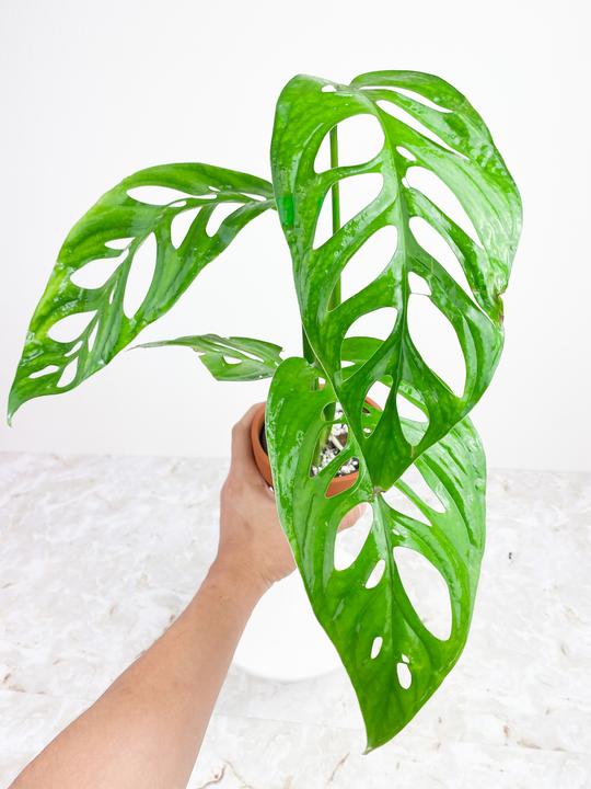 Grower Choice: Monstera Esqueleto rooted Node with 1 sprout