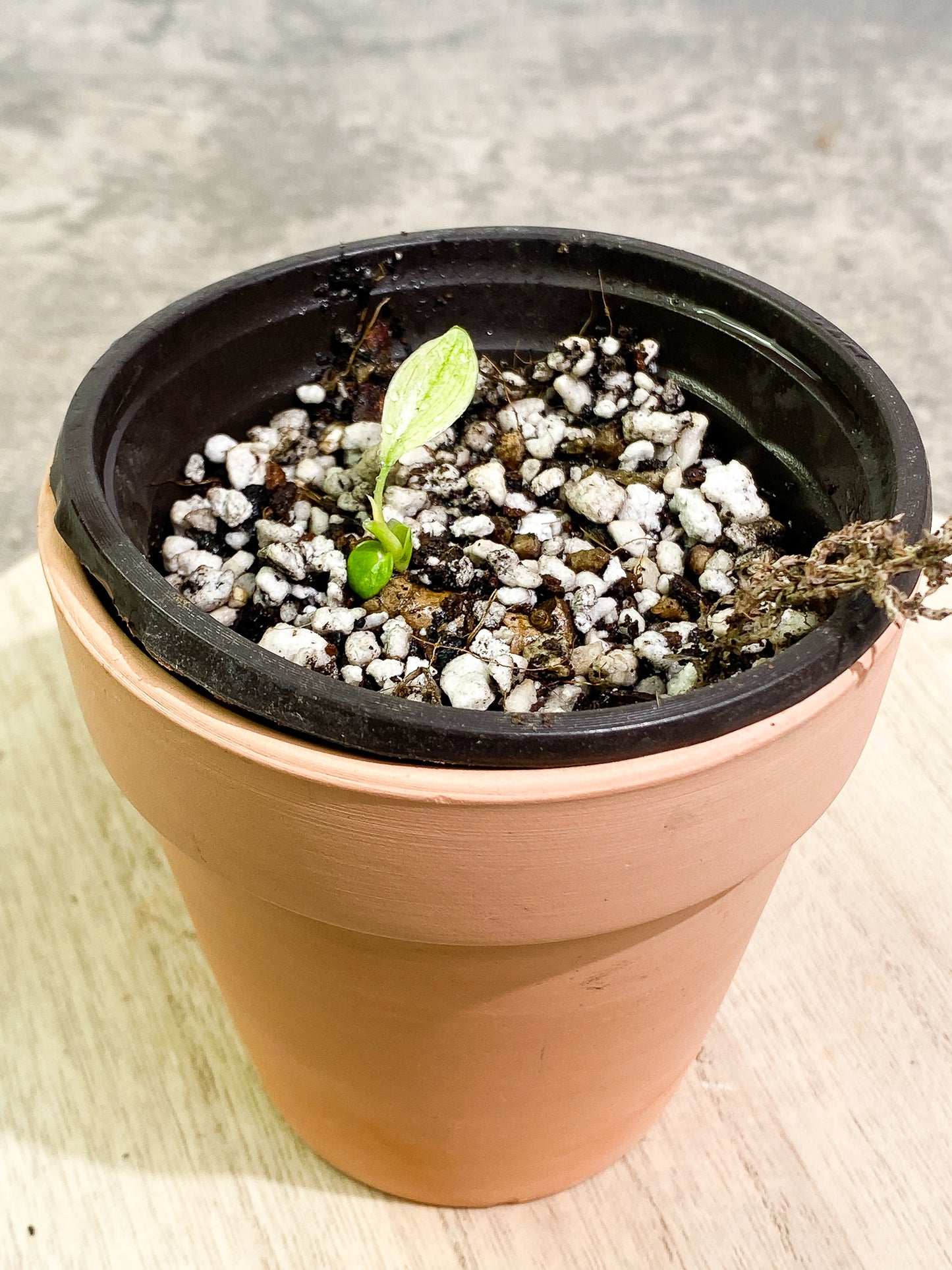 Free addon: for order over $200 Philodendron Florida Ghost Mint 2 leaves rooting