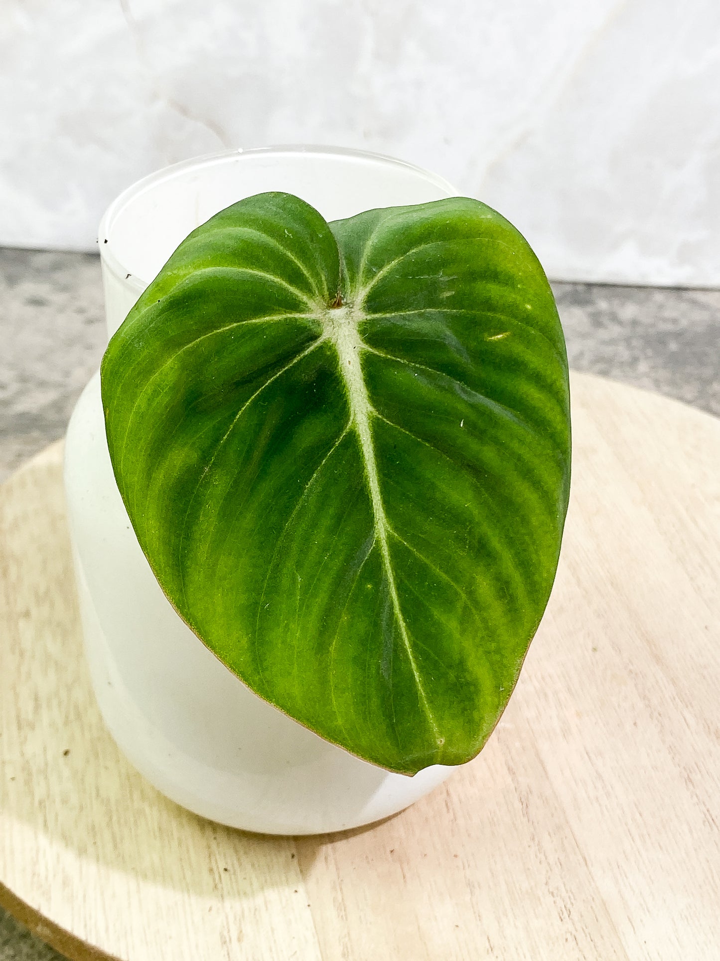 Free addon: for order over $200 Philodendron Gloriosum 1 leaf 1 sprout rooting