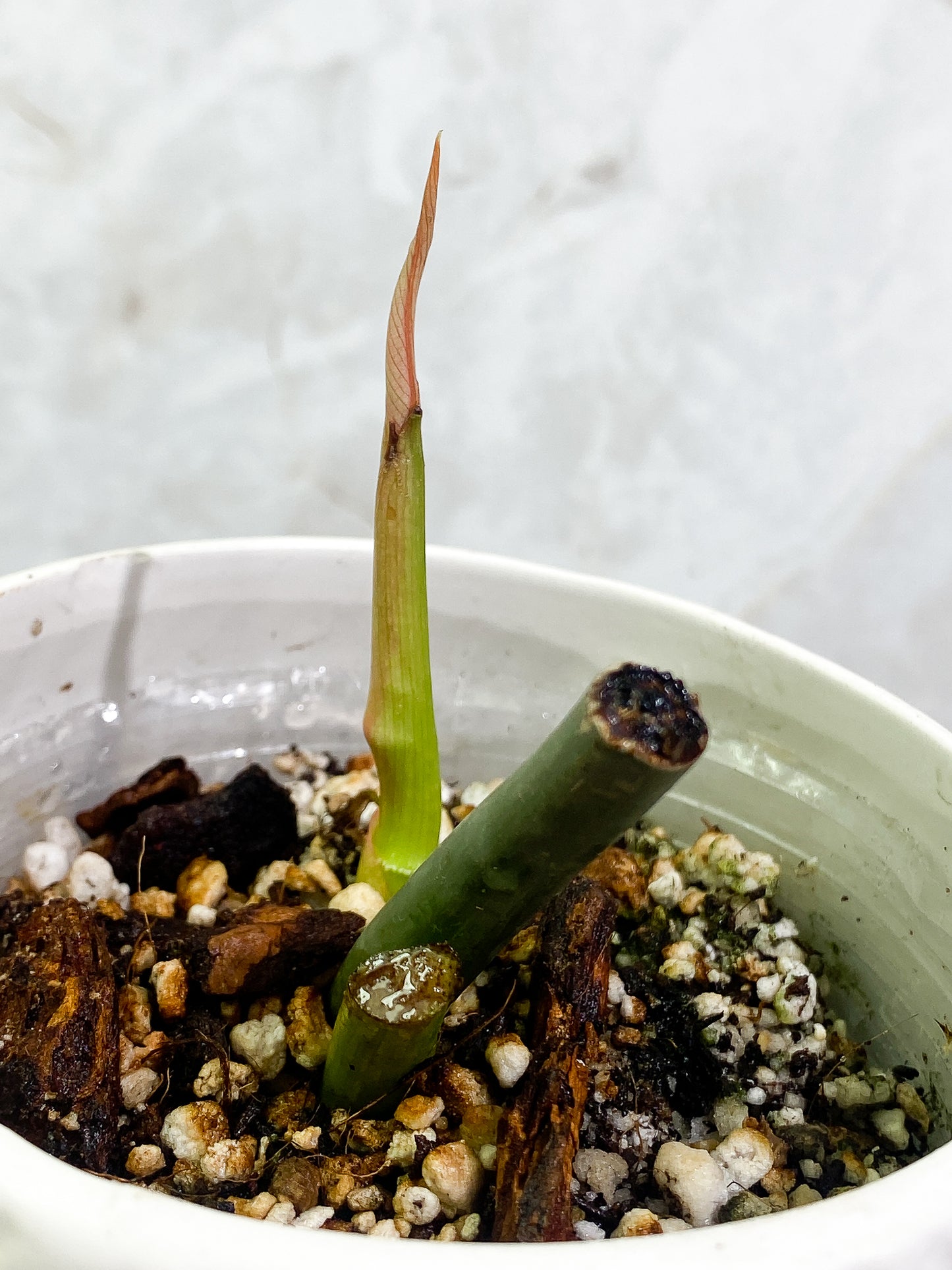 Philodendron Glorious rooting sprout