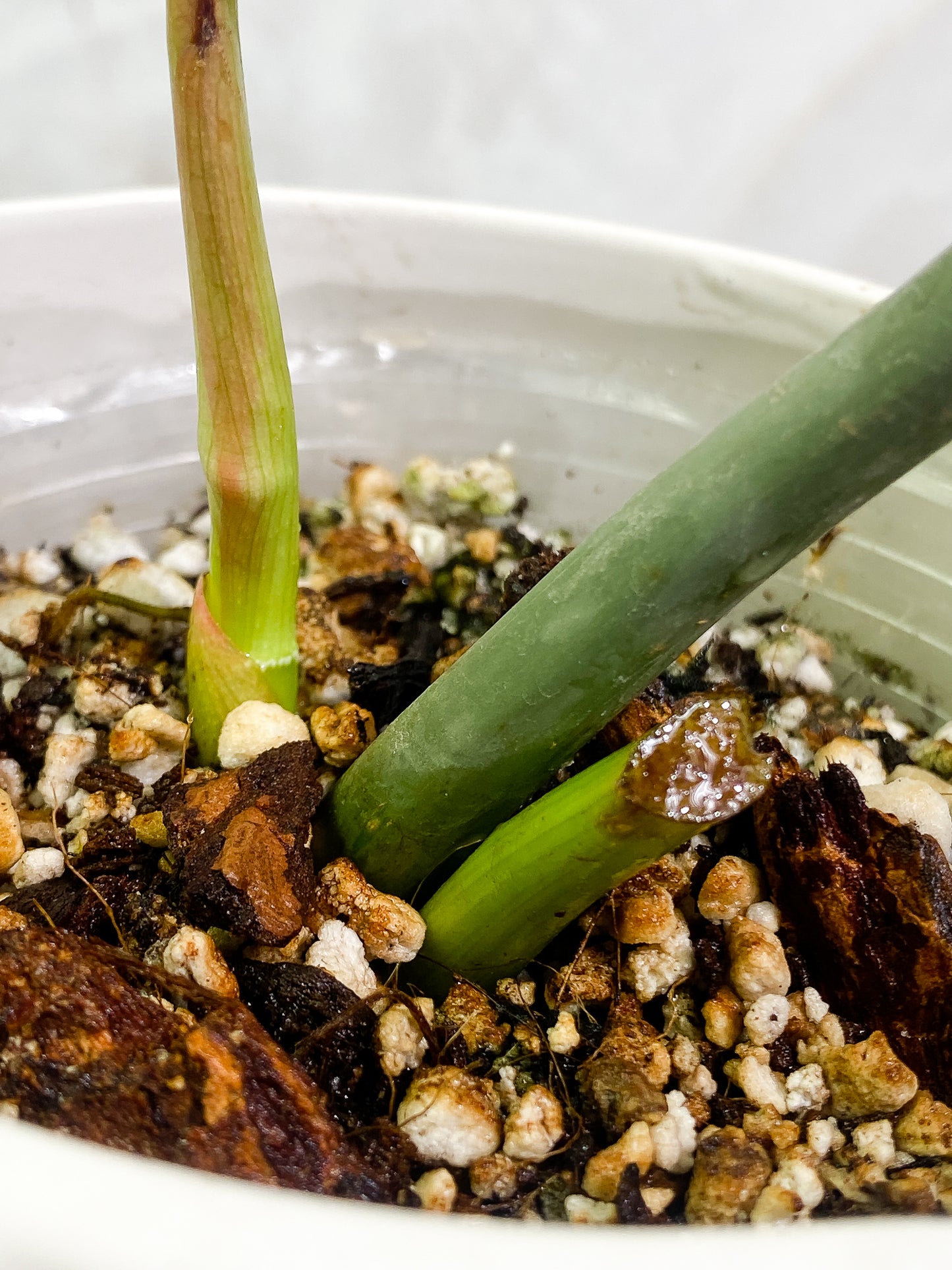 Philodendron Glorious rooting sprout