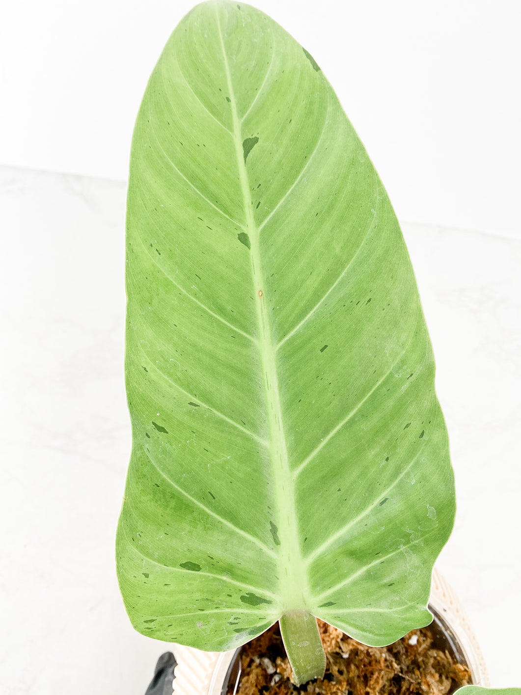 Philodendron Ruaysap variegated 2 leaves 1 sprout slightly rooted