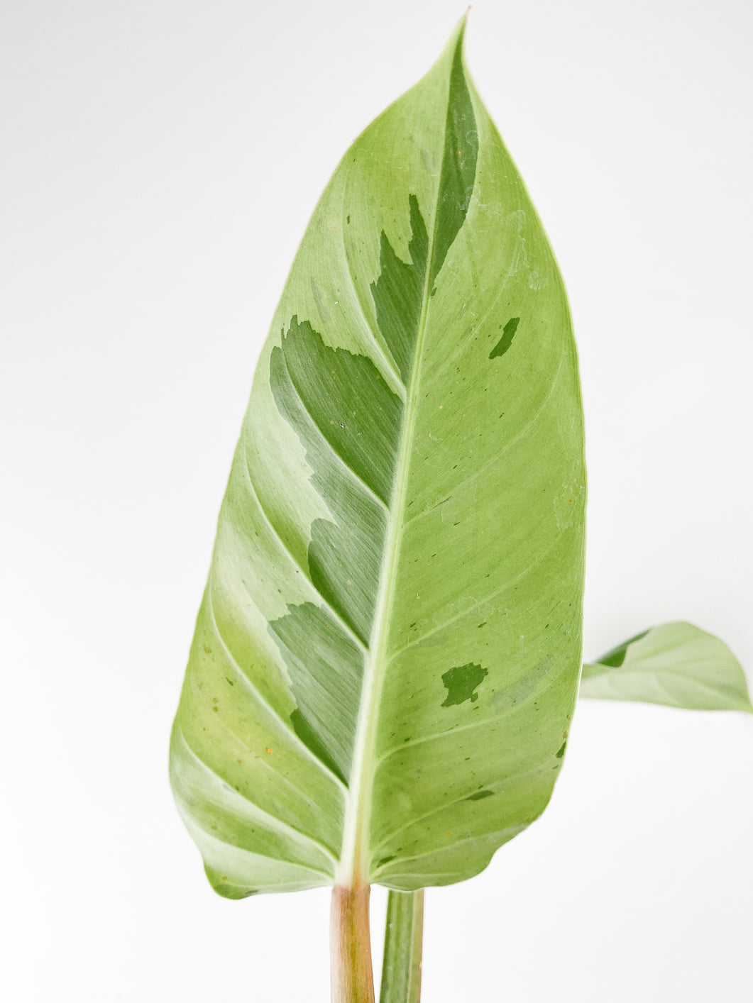 Philodendron Ruaysap variegated 2 leaves 1 sprout slightly rooted