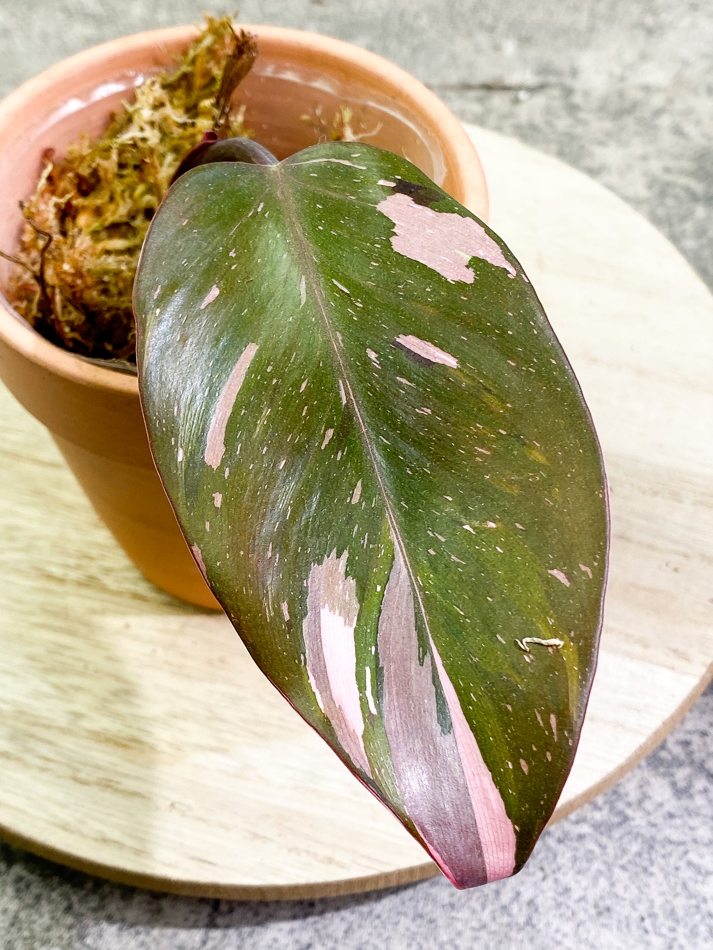 Philodendron Red Anderson 1 leaf Slightly Rooted