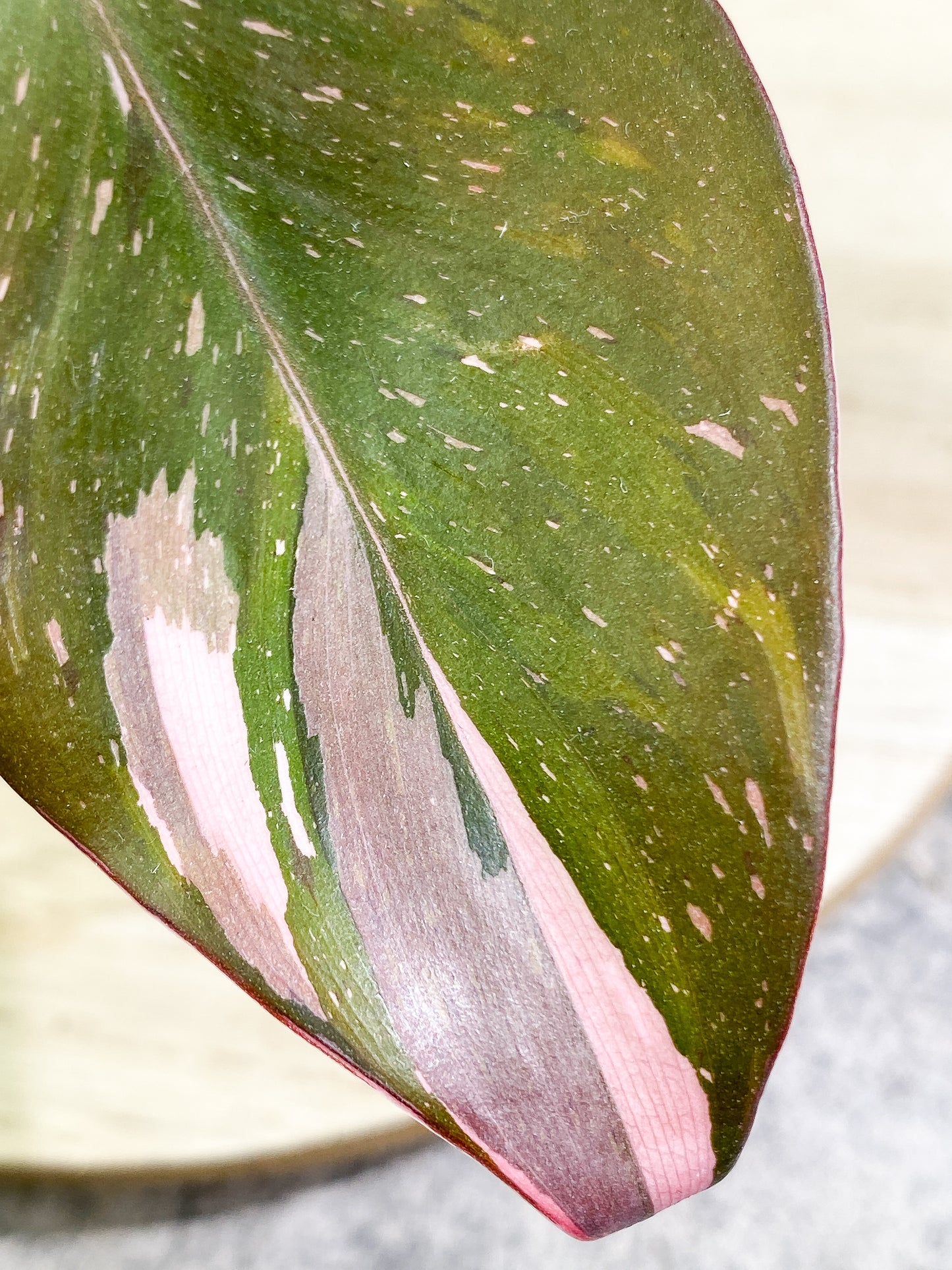 Philodendron Red Anderson 1 leaf Slightly Rooted