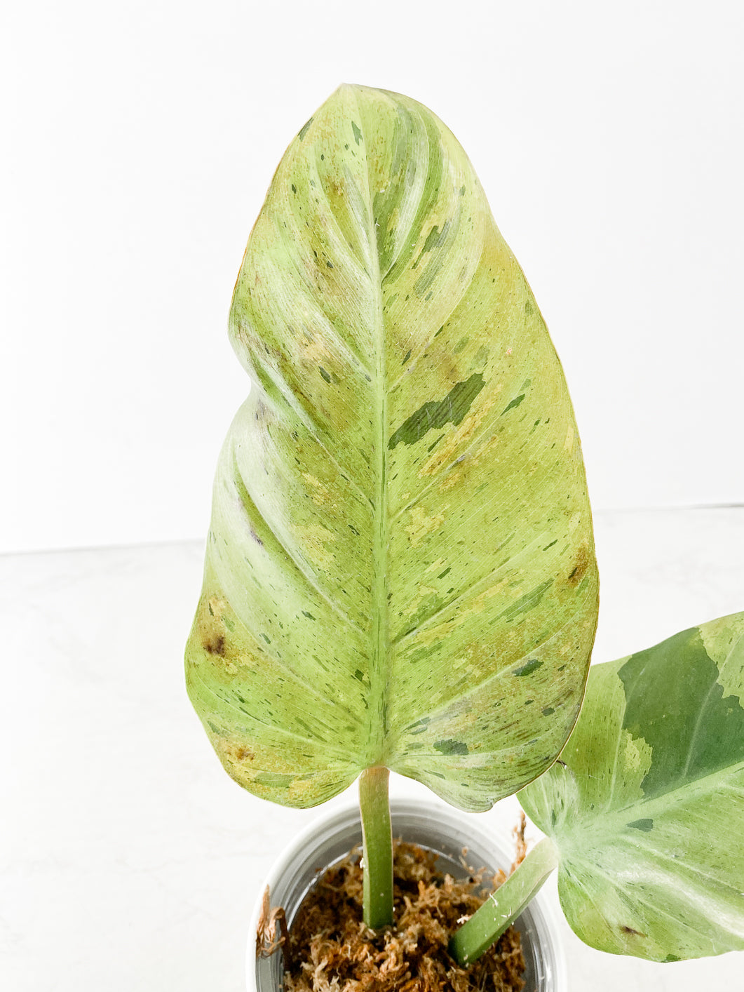 Philodendron Ruaysap variegated 2 leaves rooting in moss