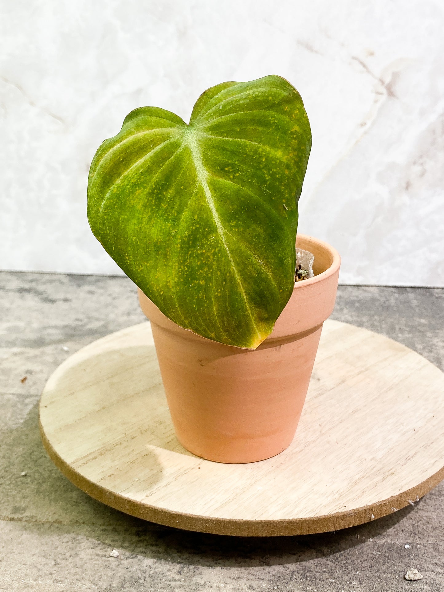Free addon: for order over $300 Philodendron Glorious 1 leaf rooting
