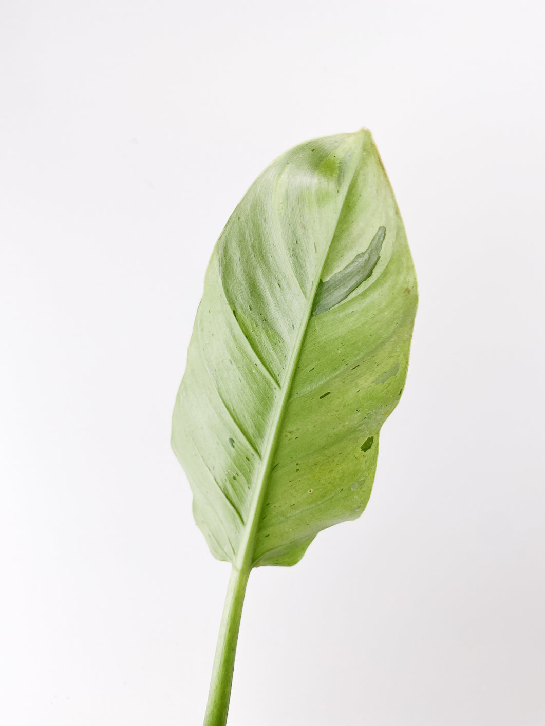 Philodendron Ruaysap variegated 1 leaf slightly rooted