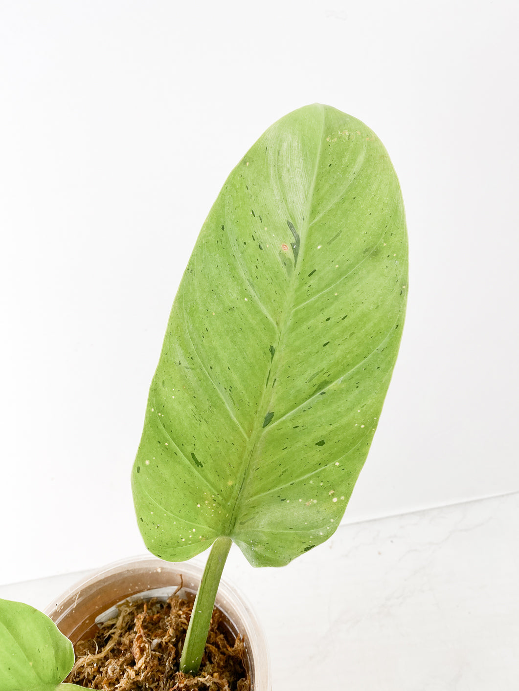 Philodendron Ruaysap variegated 2 leaves rooted