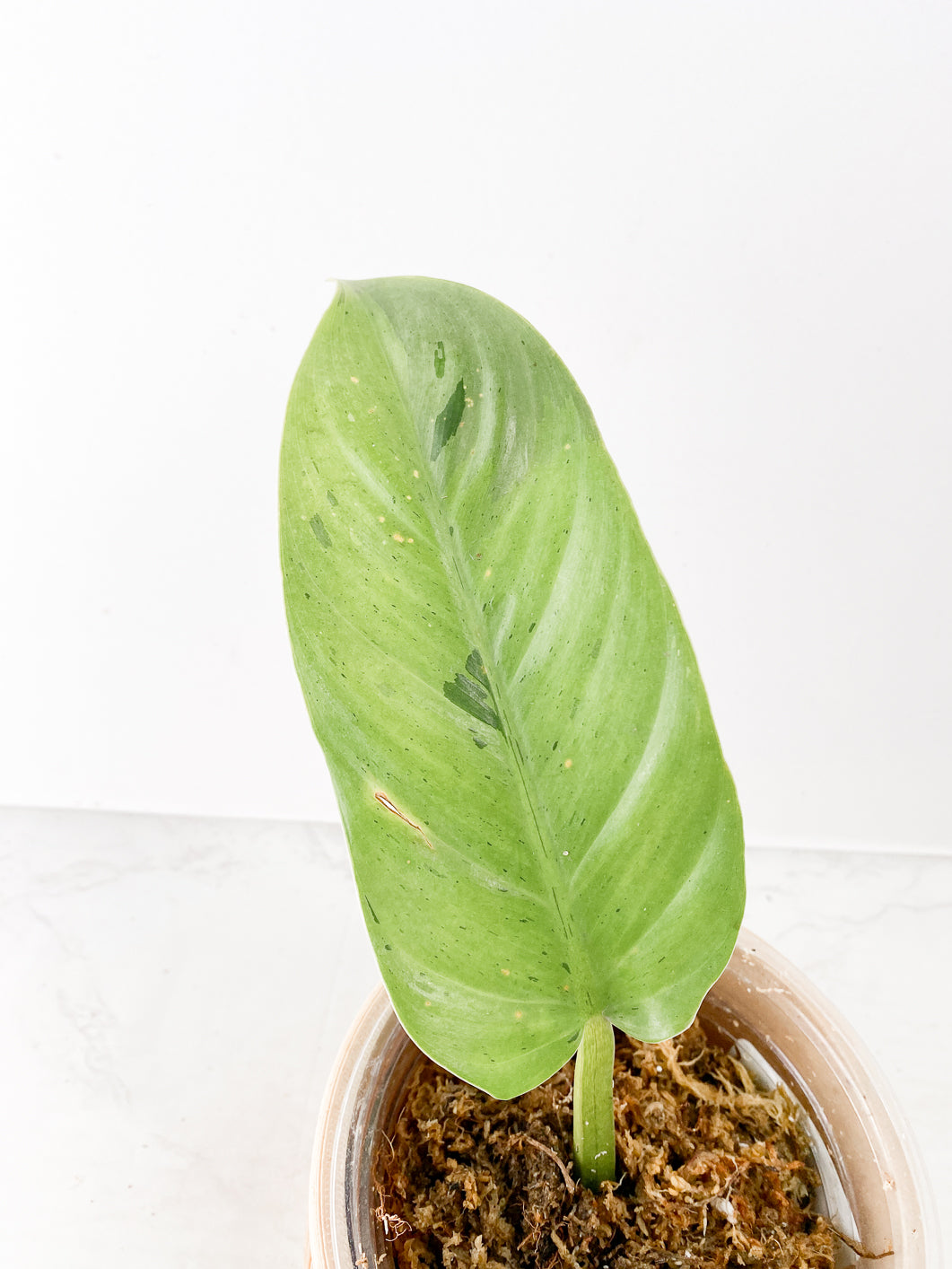 Philodendron Ruaysap variegated 2 leaves rooted