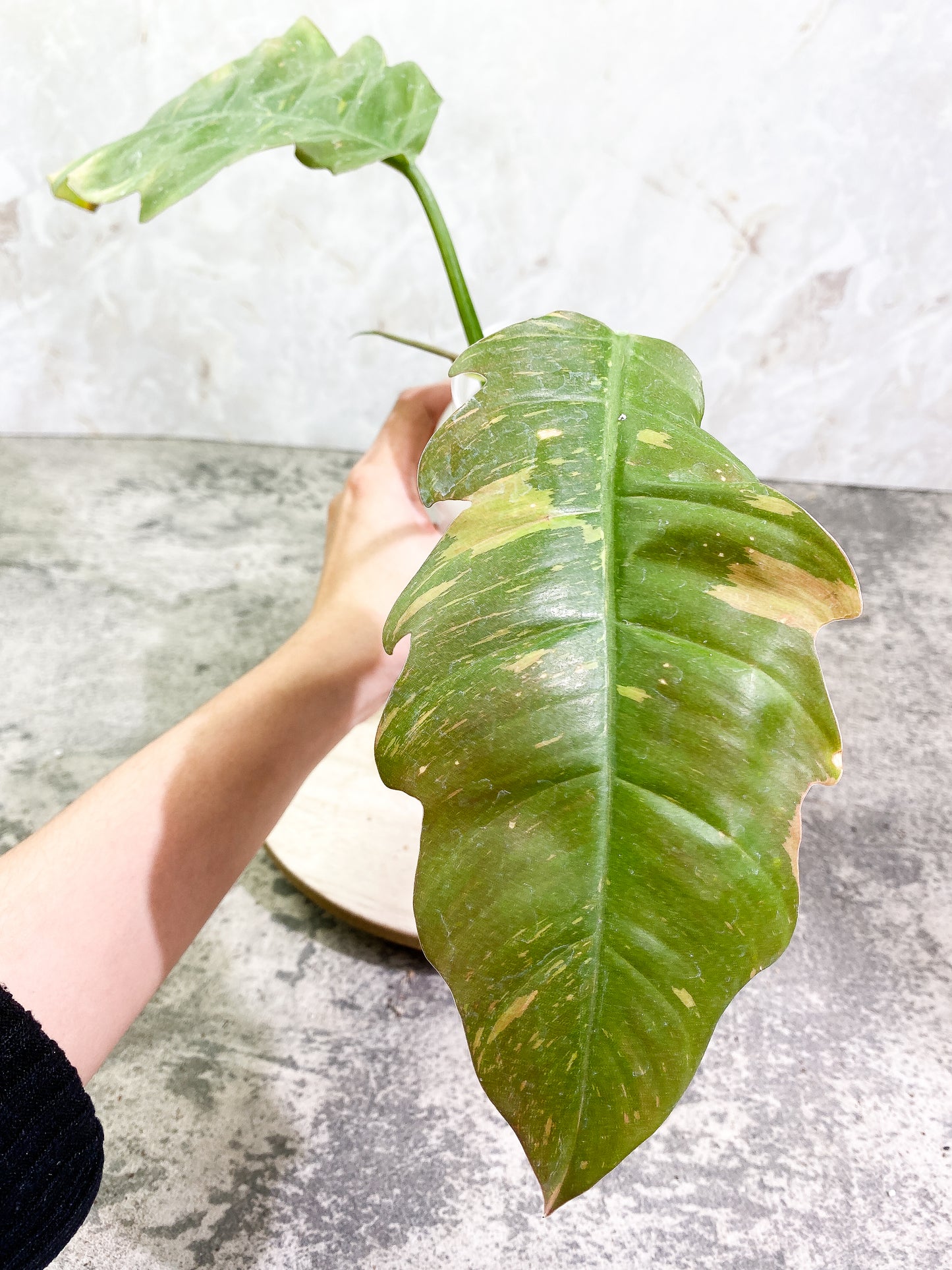 Philodendron Ring of Fire 3 leaves 1sprout Rooting Top Cutting