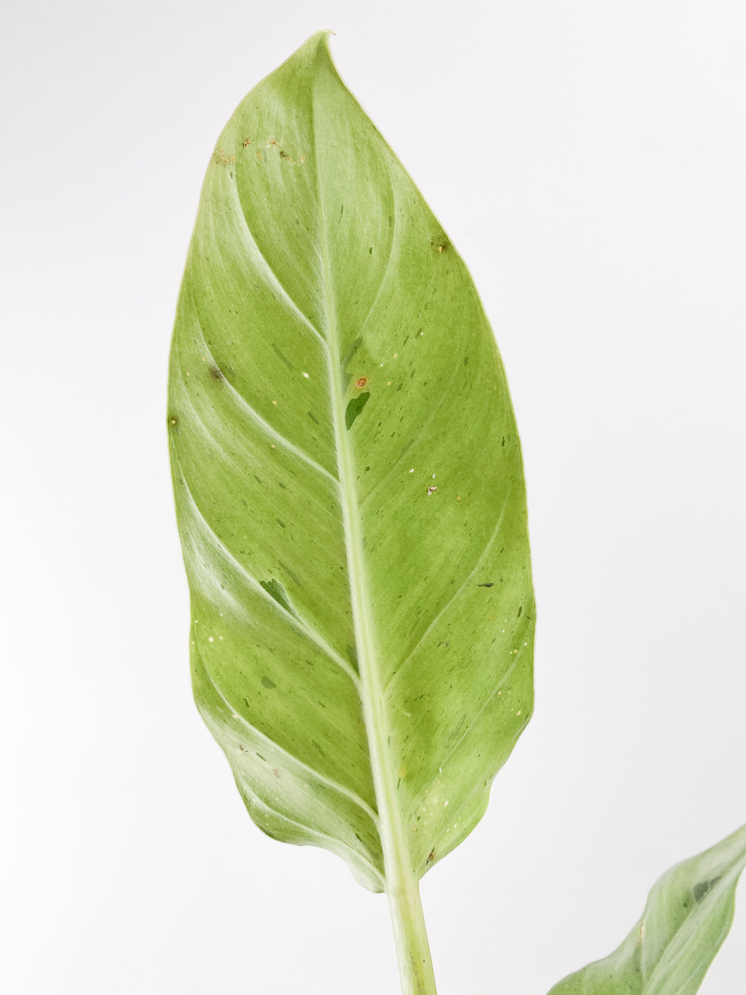 Philodendron Ruaysap variegated 2 leaves rooted