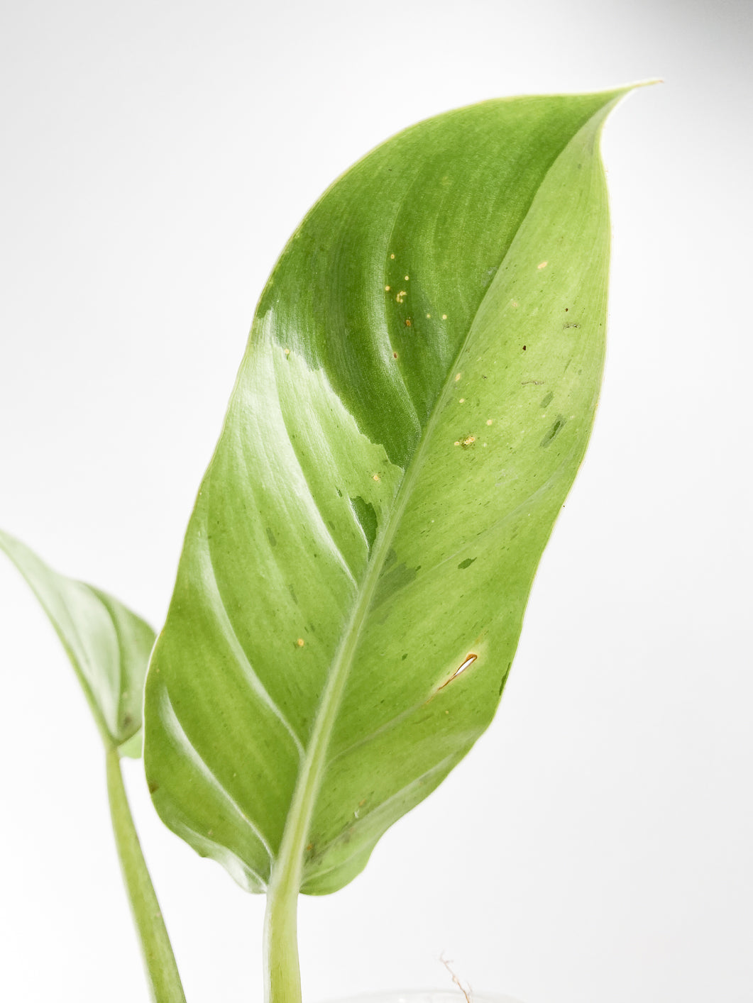 Philodendron Ruaysap variegated 2 leaves rooted