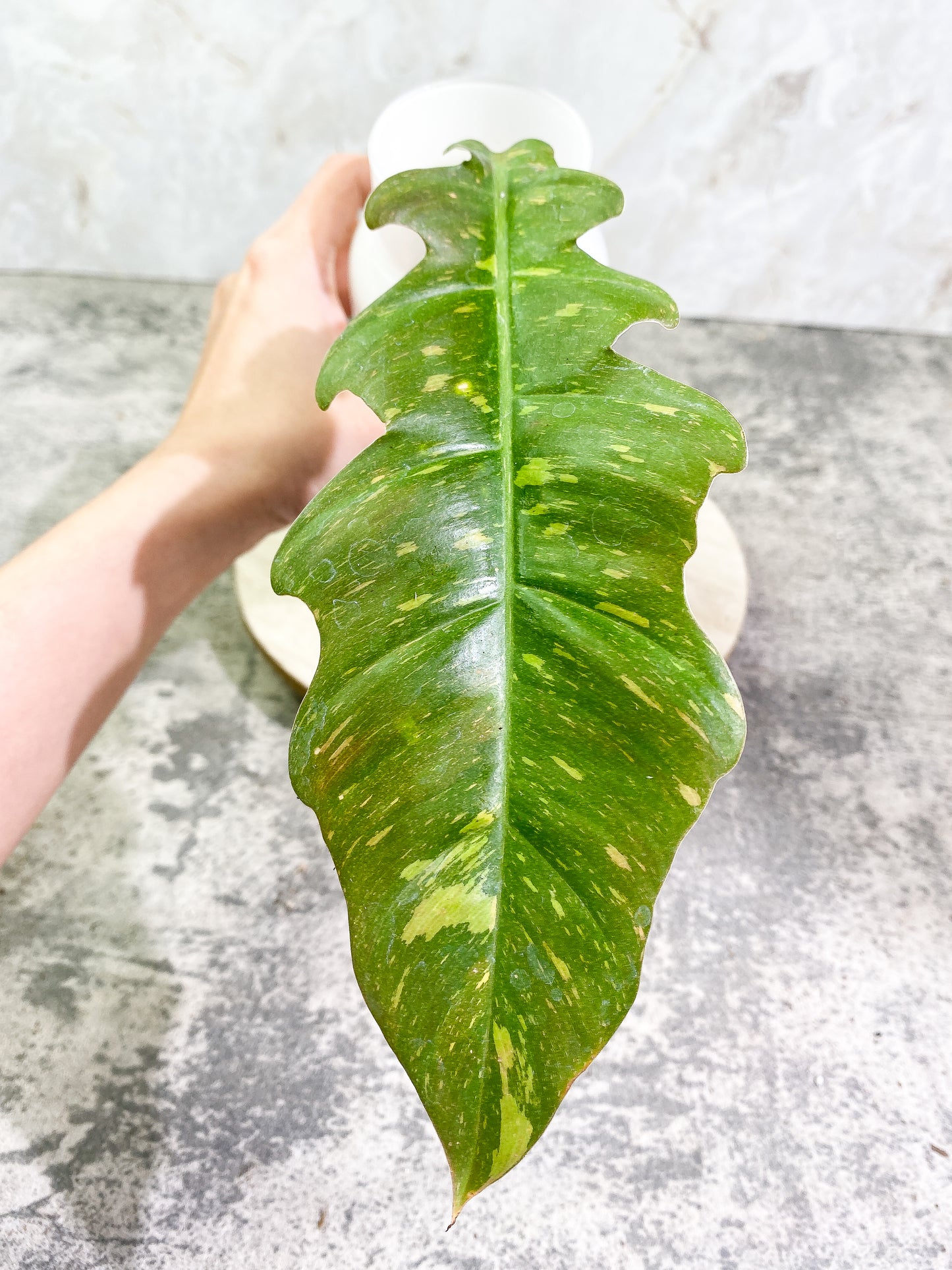 Grower Choice: Philodendron Ring of Fire 1 leaf Rooting