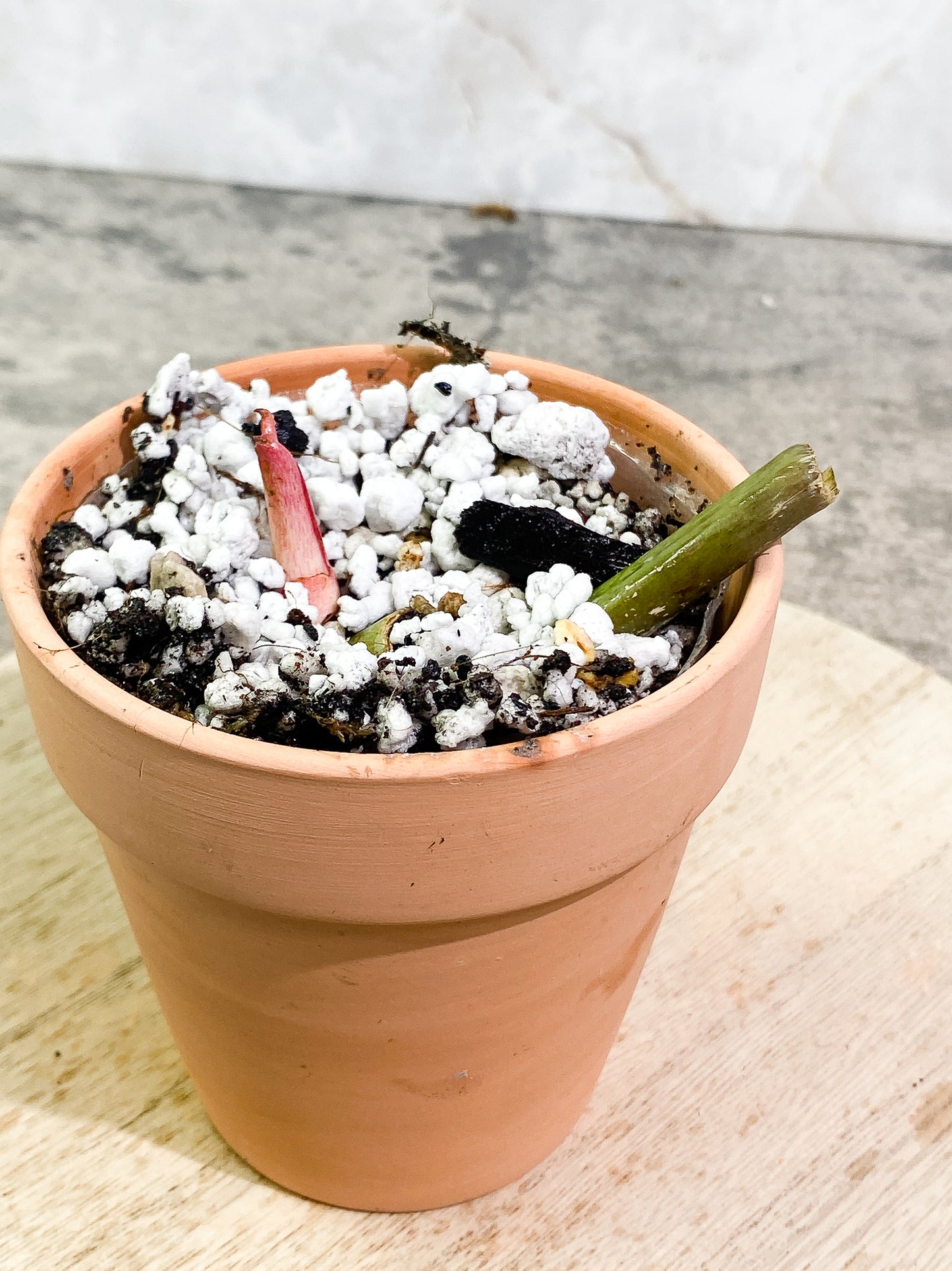 Philodendron SnowDrifts 1 sprout slightly rooted