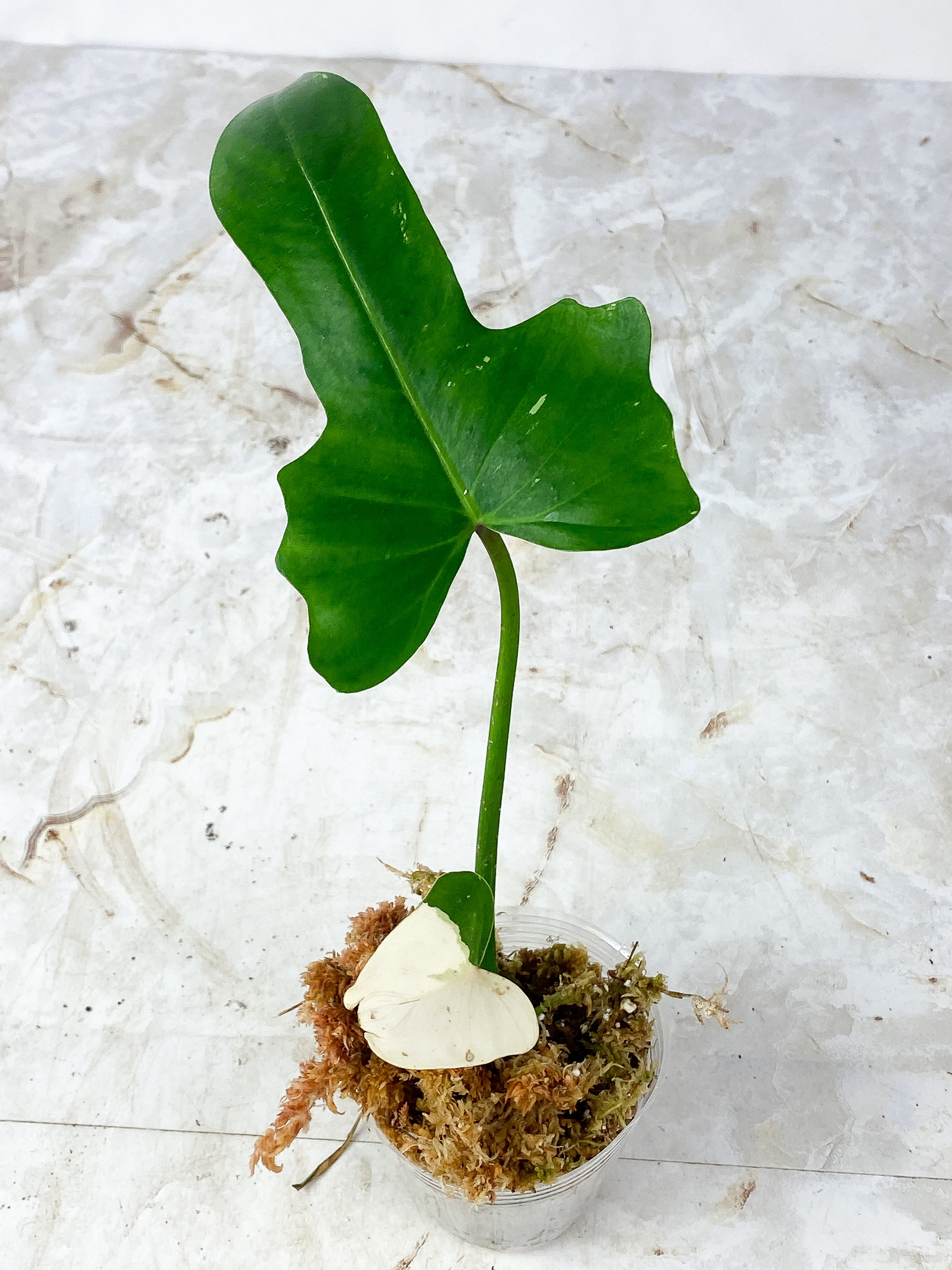 Philodendron Golden Dragon variegata well rooting node