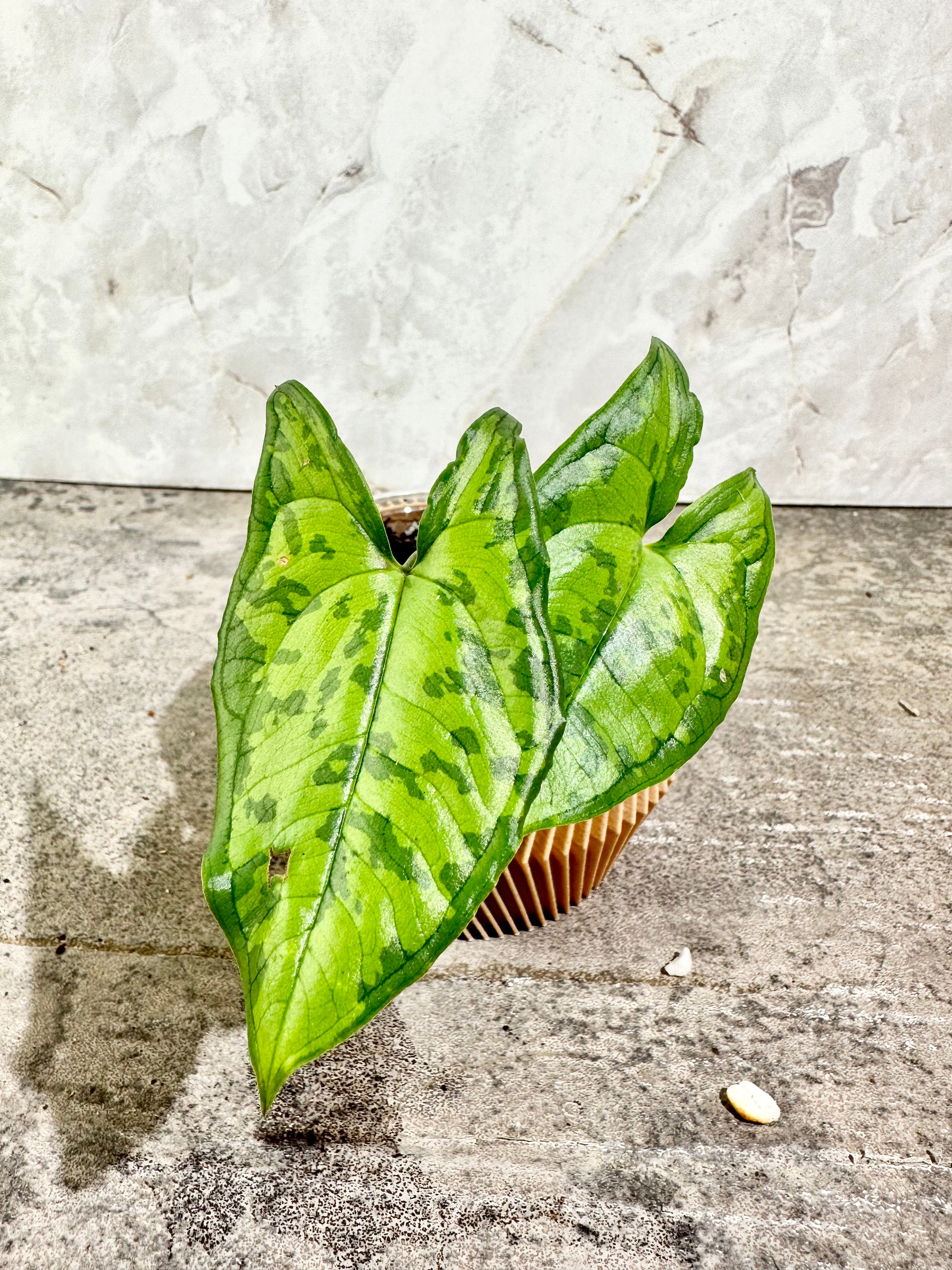 Hapaline Variegated Tricolor slightly rooted 2 leaves