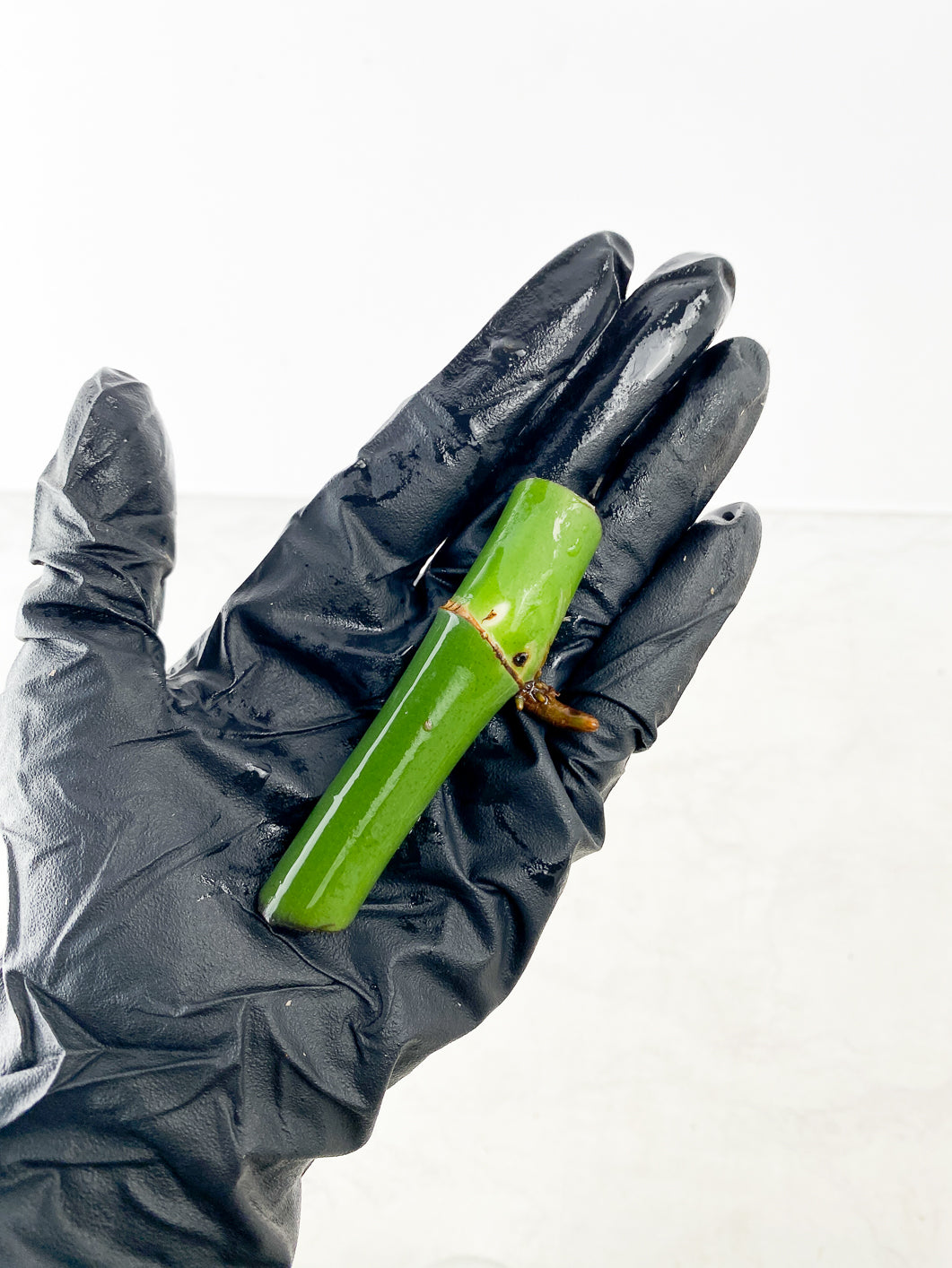 Rhaphidophora Sp Flame rooting node